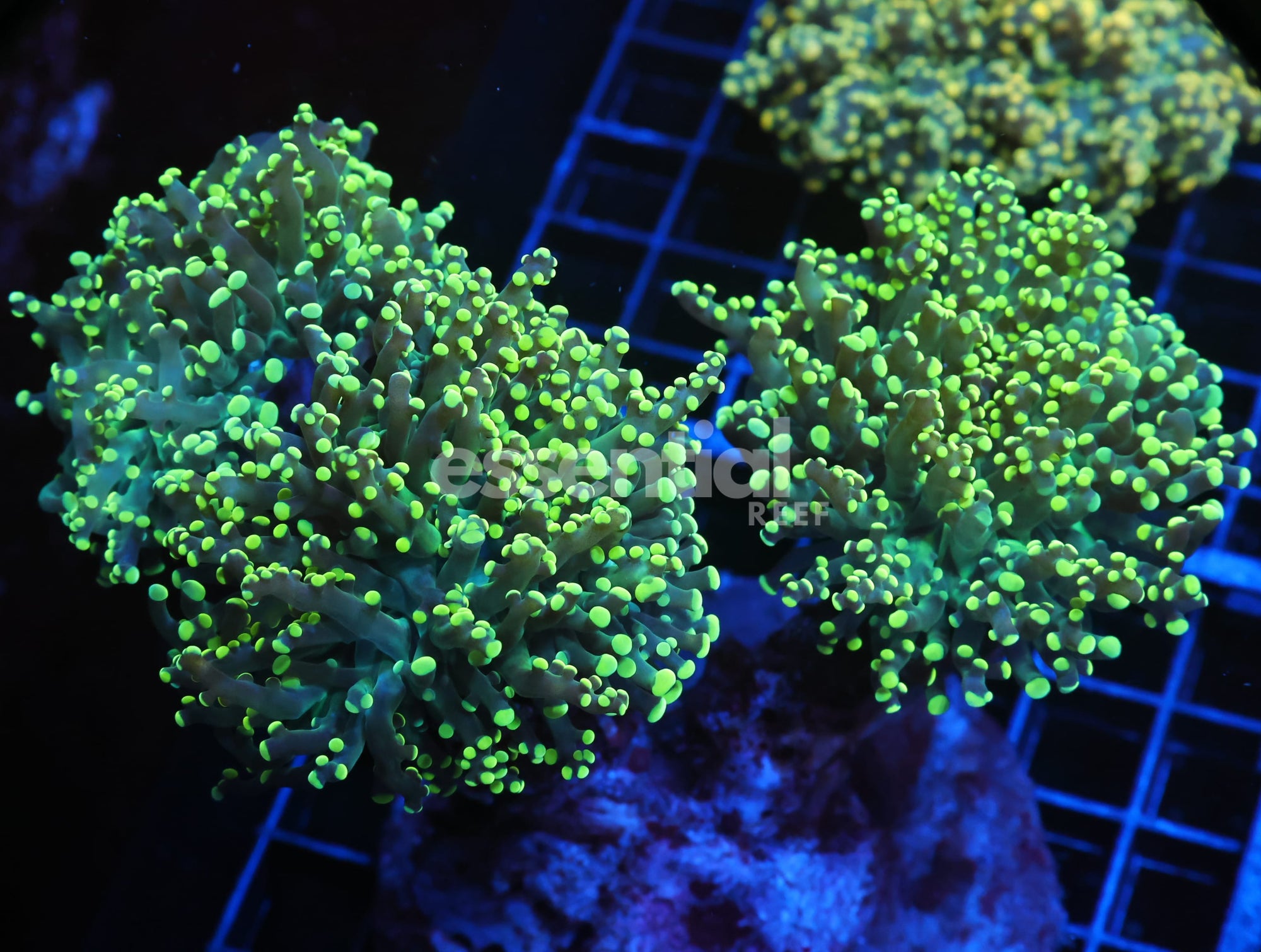 Watermarked - J125 - INDO FROGSPAWN BRANCH GAMMA RAY 3 HEAD