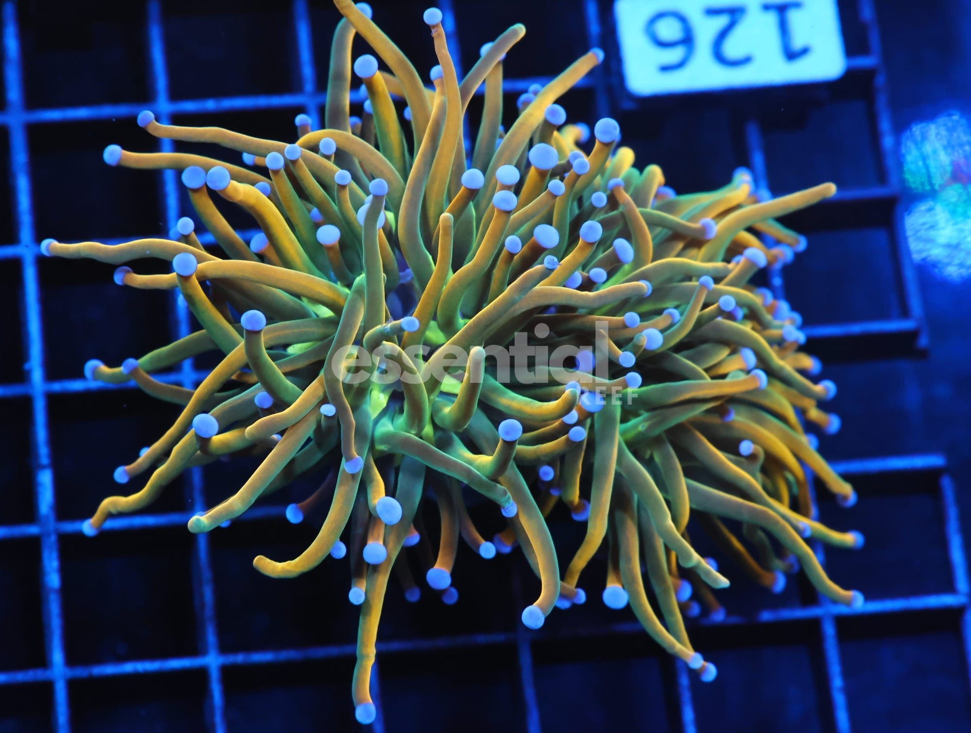 Watermarked - J126 - INDO TORCH GRAIL VARIANT 2 HEAD