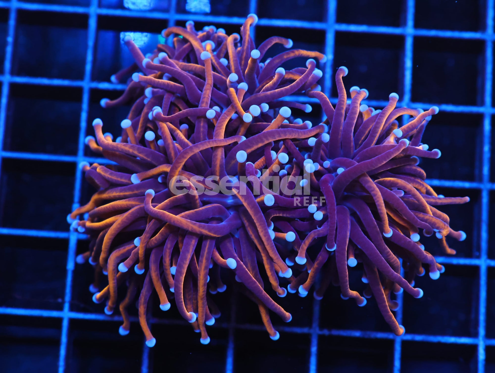Watermarked - J128 - INDO TORCH GOLD VARIANT 3 HEAD