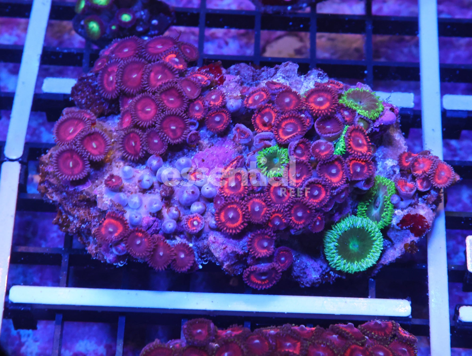 Watermarked - K63 - Indo Rosy Red Zoa