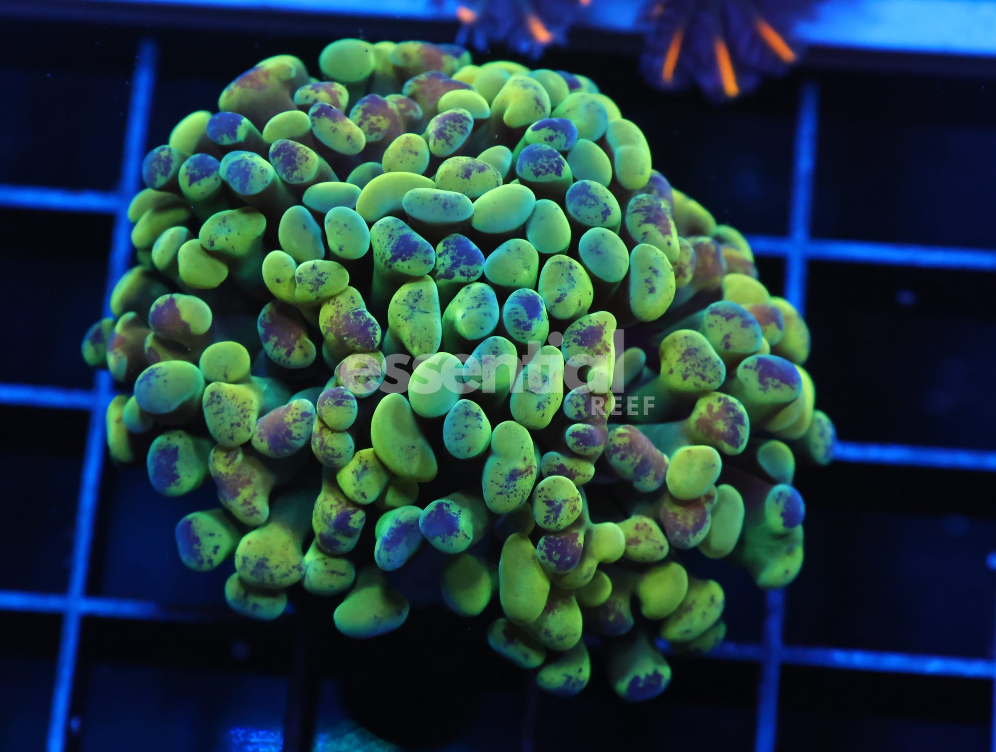 Watermarked - J13 - INDO HAMMER BRANCH GOLD 2 HEAD