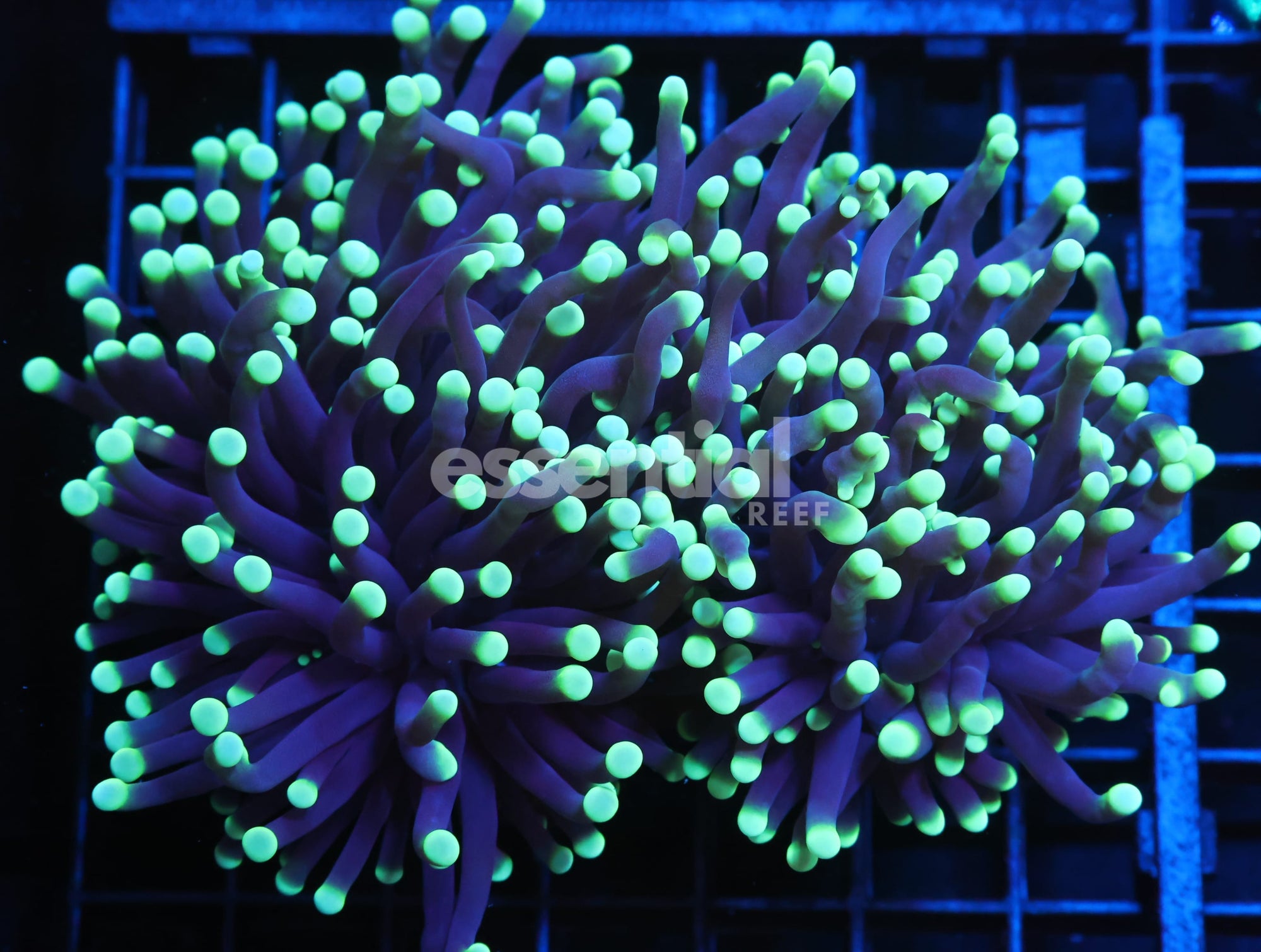 Watermarked - J130 - AUSSIE TORCH GREEN TIP PURPLE 2 HEAD