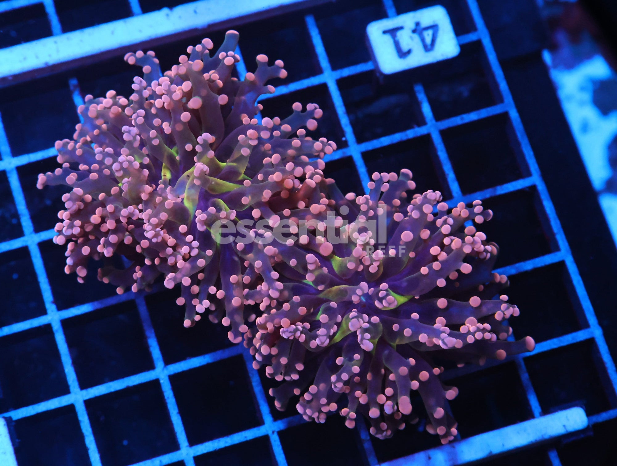 Watermarked - J41 - INDO FROGSPAWN BRANCH PEACH 2 HEAD
