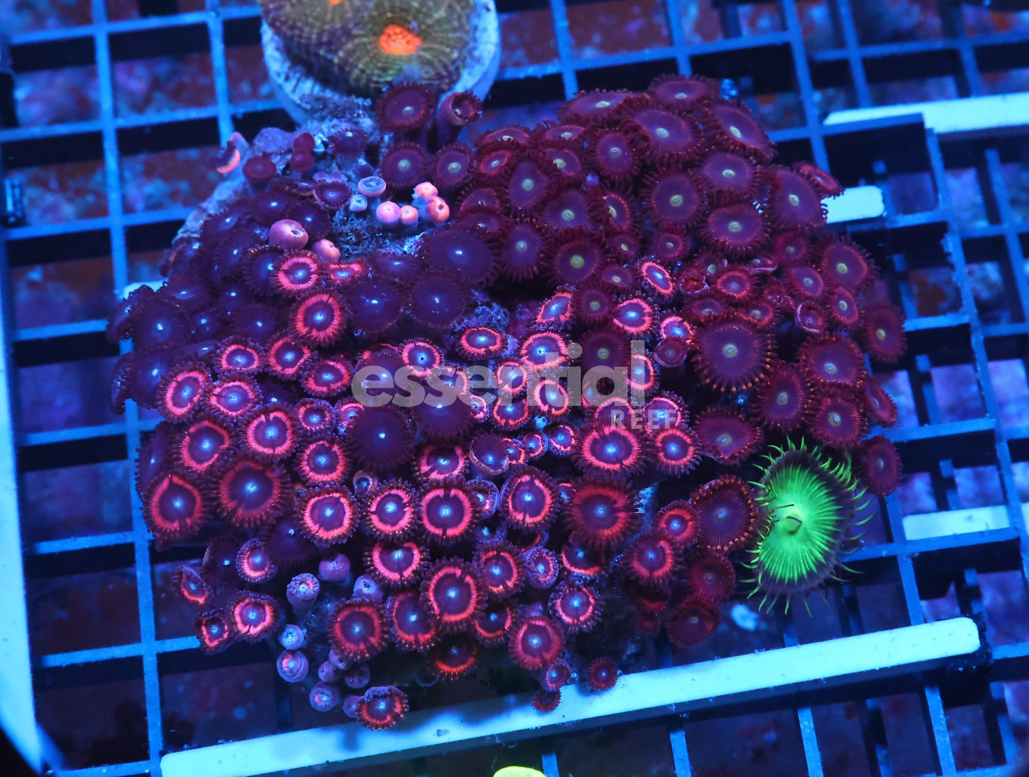 Watermarked - X85 - INDO COMBO ZOA ROCK