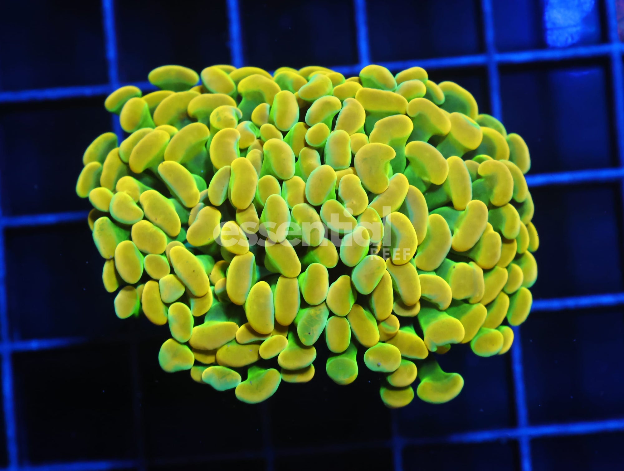 Watermarked - J134 - INDO HAMMER BRANCH HOLY GRAIL 2 HEAD