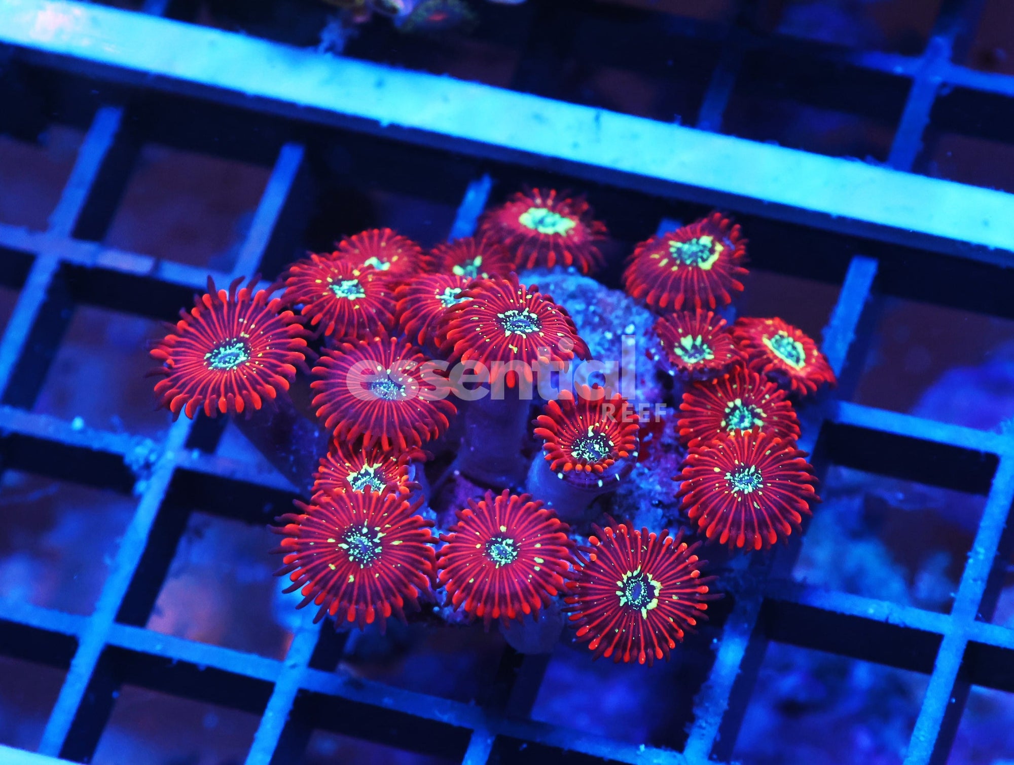 Watermarked - X88 - INDO RED MAGICIAN ZOA