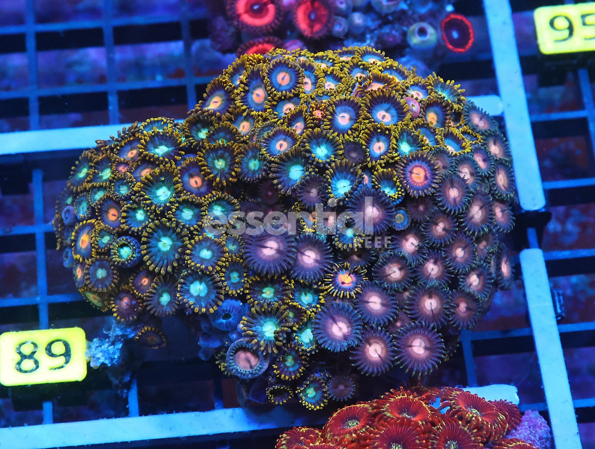 Watermarked - X89 - INDO COMBO ZOA ROCK