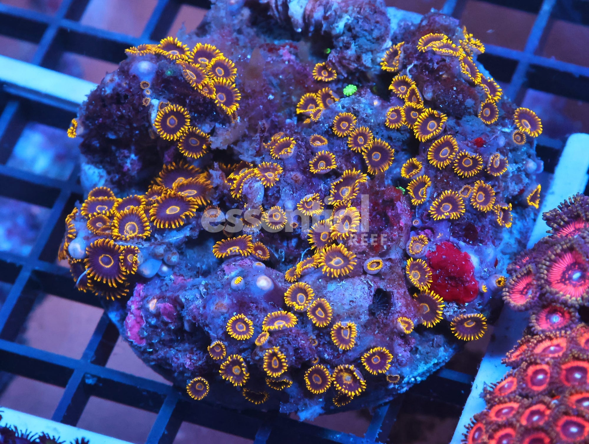 Watermarked - X91 - INDO BLACK HORNET ZOA