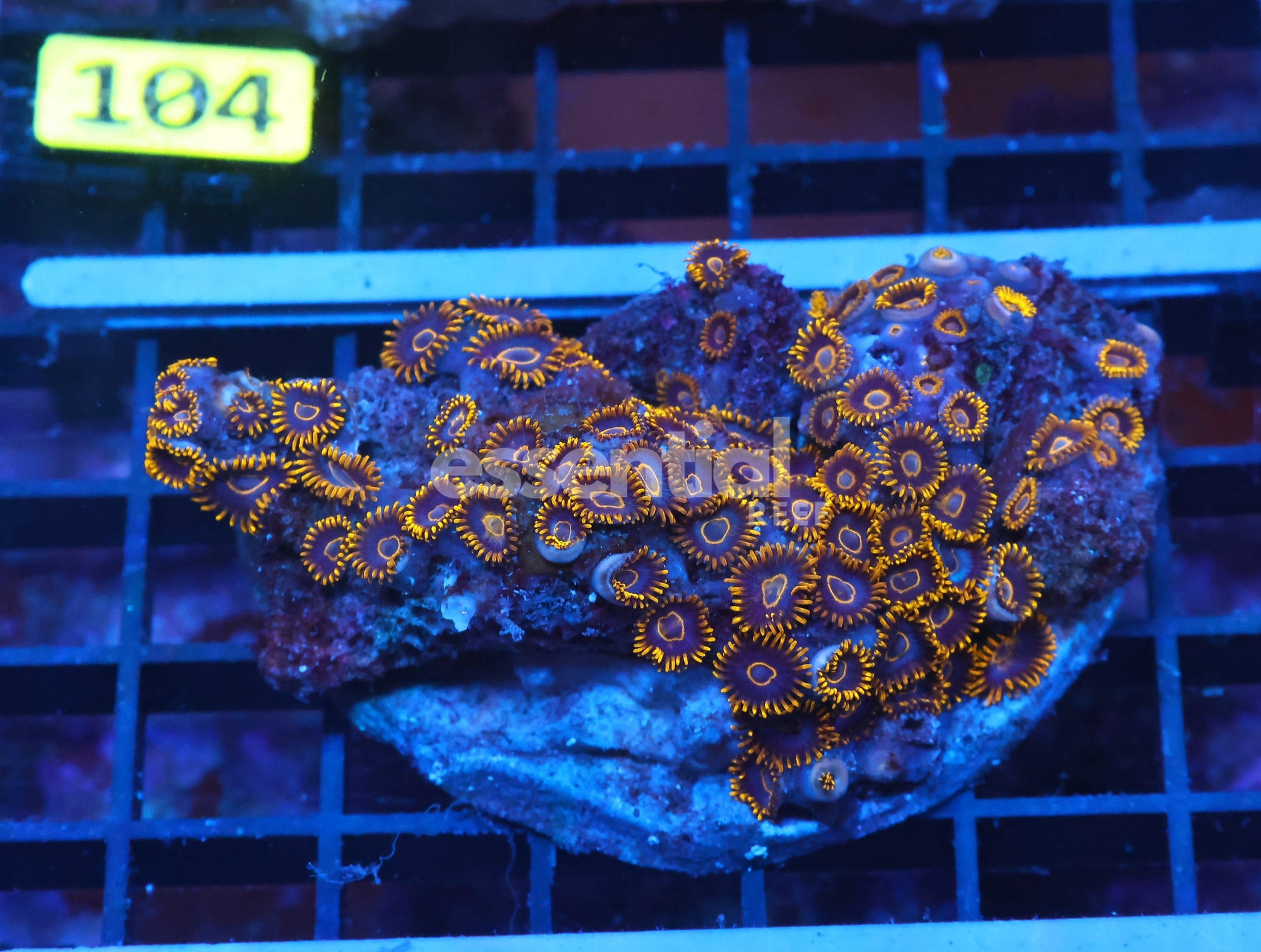 Watermarked - X99 - INDO BLACK HORNET ZOA