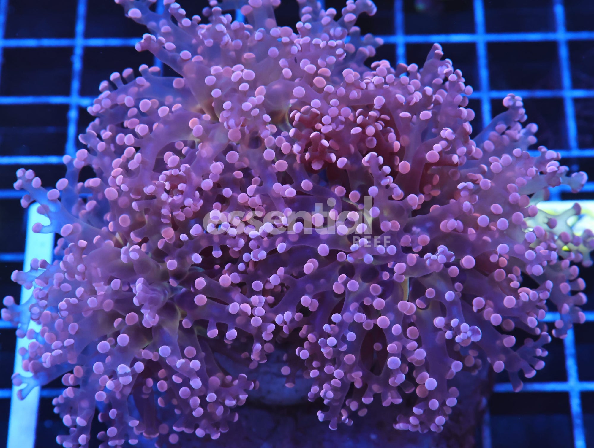 Watermarked - J28 - INDO FROGSPAWN BRANCH ORANGE 3 HEAD
