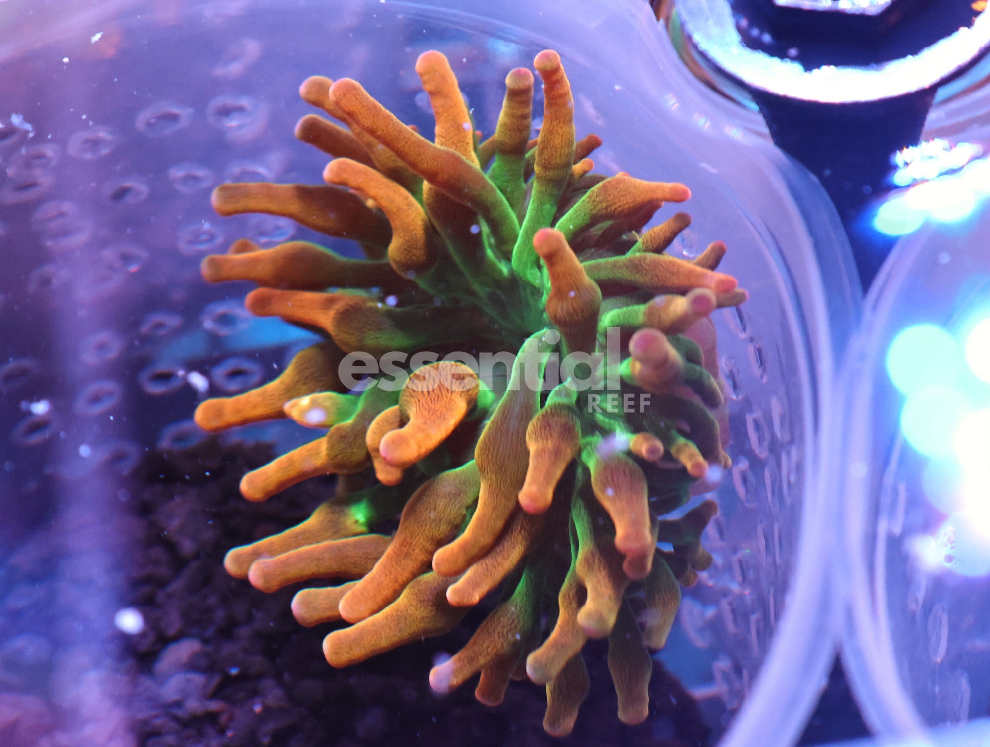 Watermarked - M20 - ULTRA ROSE BUBBLE ANEMONE CULTURED