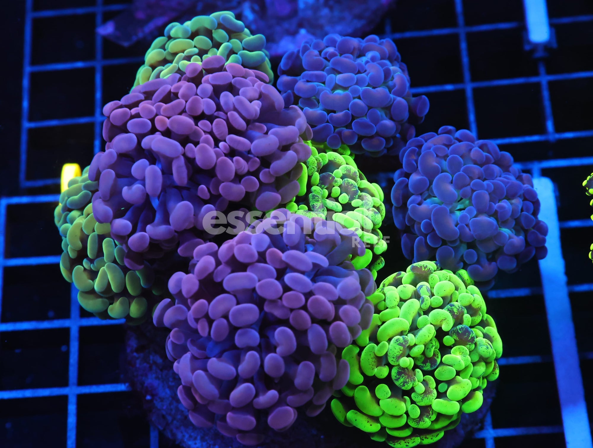 Watermarked - J30 - INDO HAMMER BRANCH RAINBOW GARDEN 12 HEAD