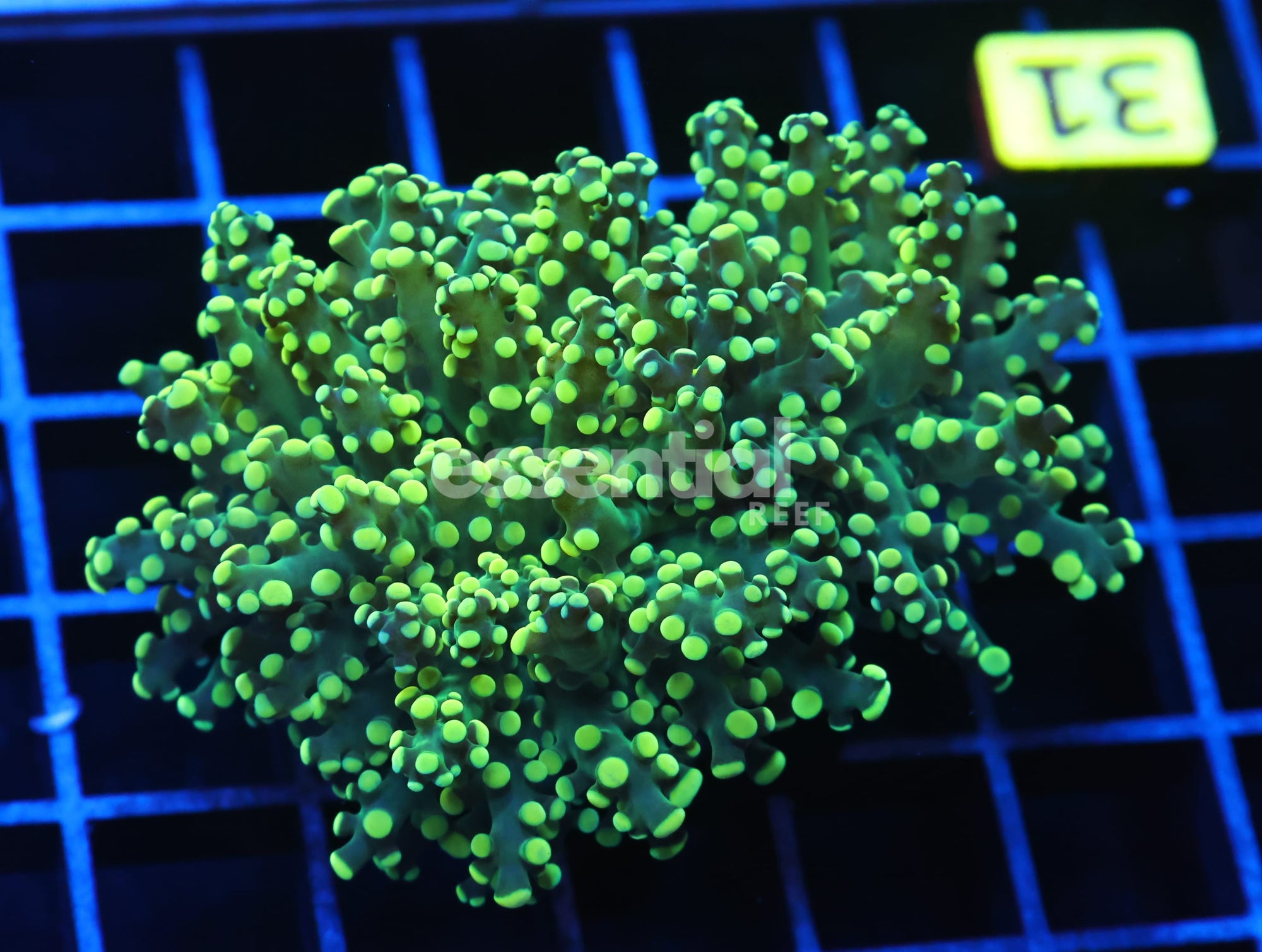 Watermarked - J31 - INDO FROGSPAWN BRANCH GAMMA RAY 2 HEAD