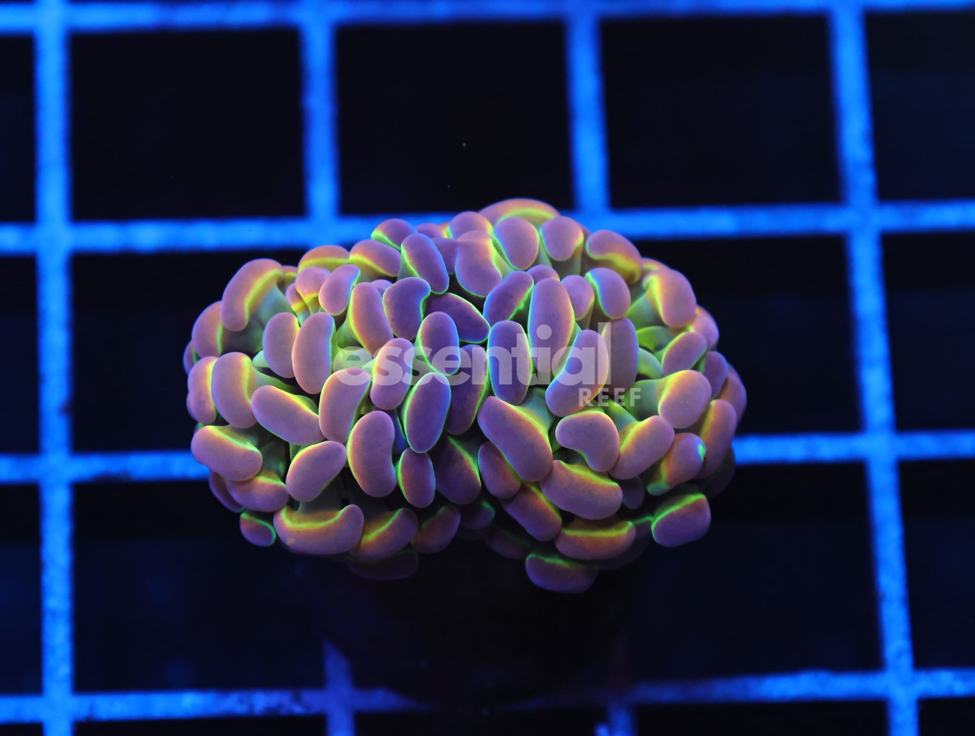 Watermarked - J32 - INDO HAMMER BRANCH TRUE HOLOGRAM 2 HEAD