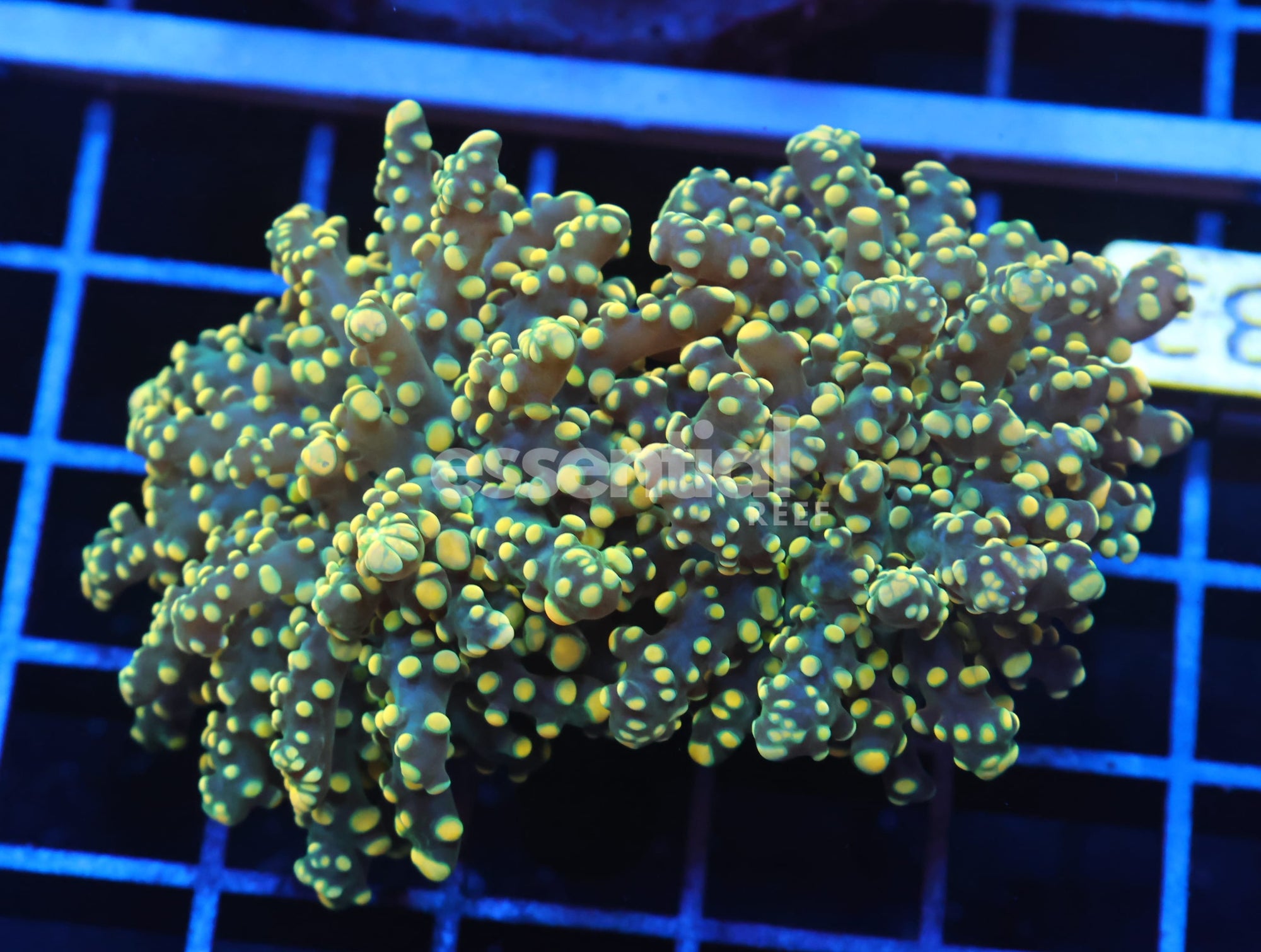 Watermarked - J33 - INDO FROGSPAWN BRANCH CITRUS BOMB 2 HEAD