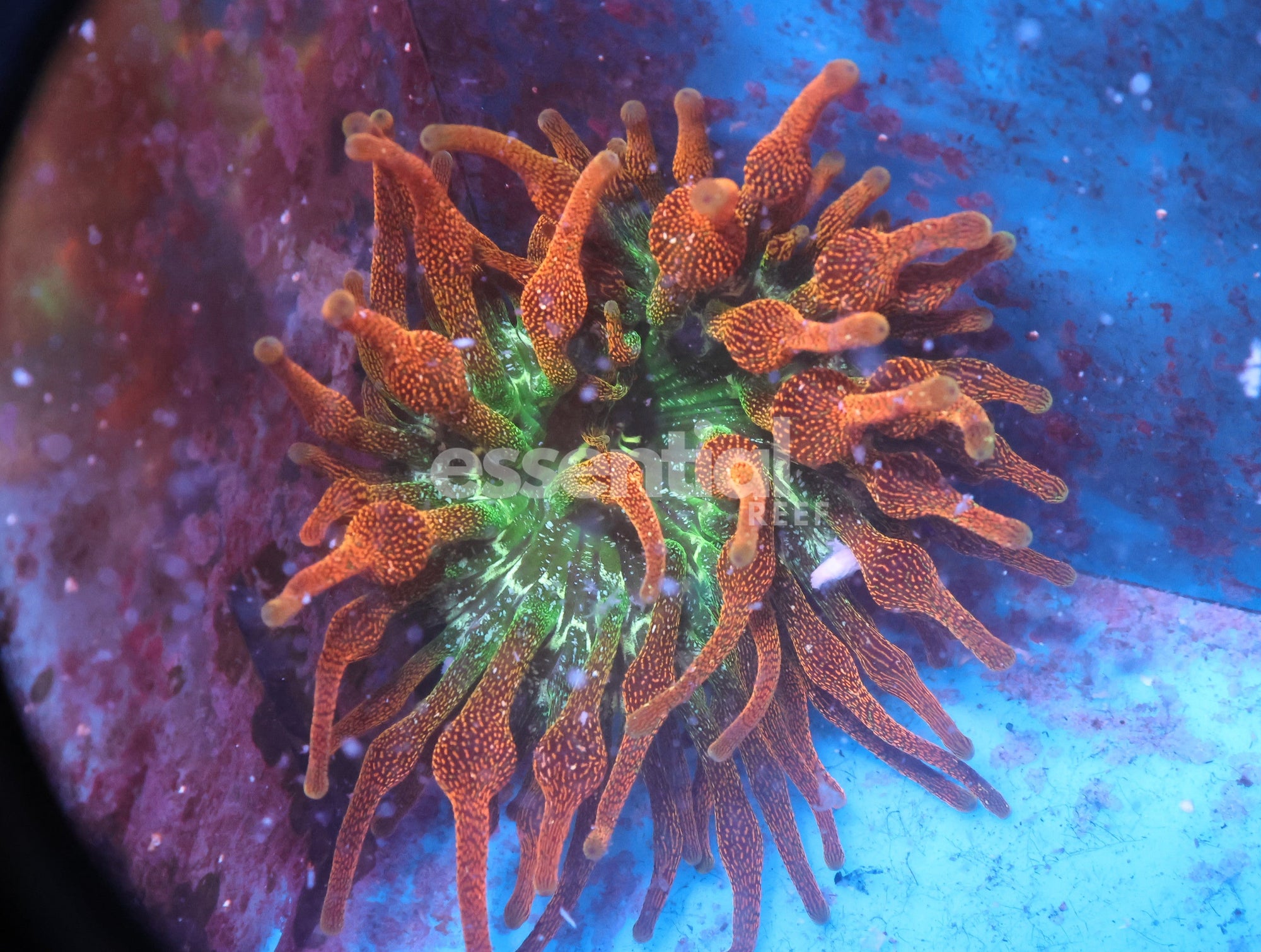 Watermarked - M28 - ULTRA ROSE BUBBLE ANEMONE