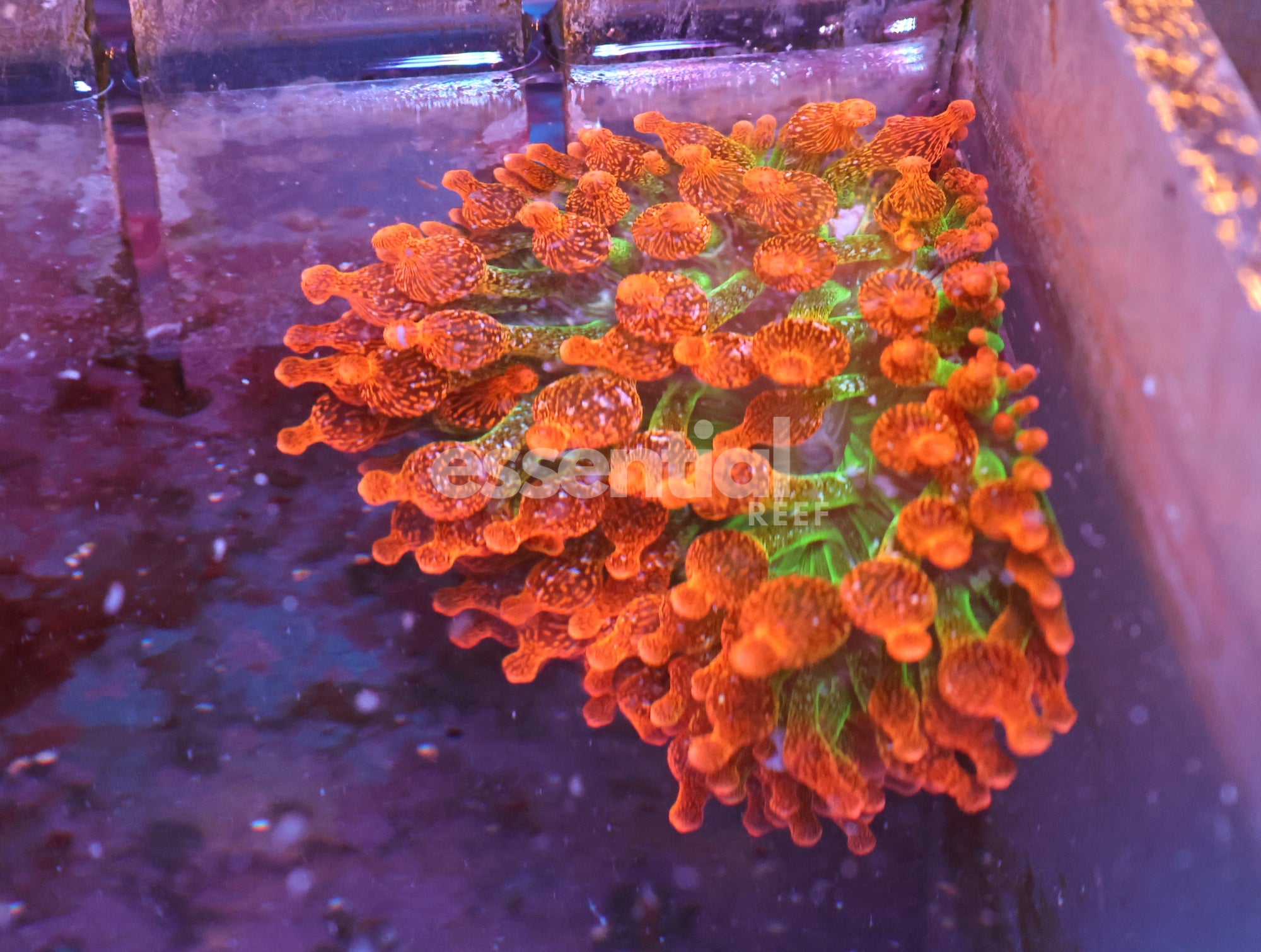 Watermarked - M32 - ULTRA ROSE BUBBLE ANEMONE