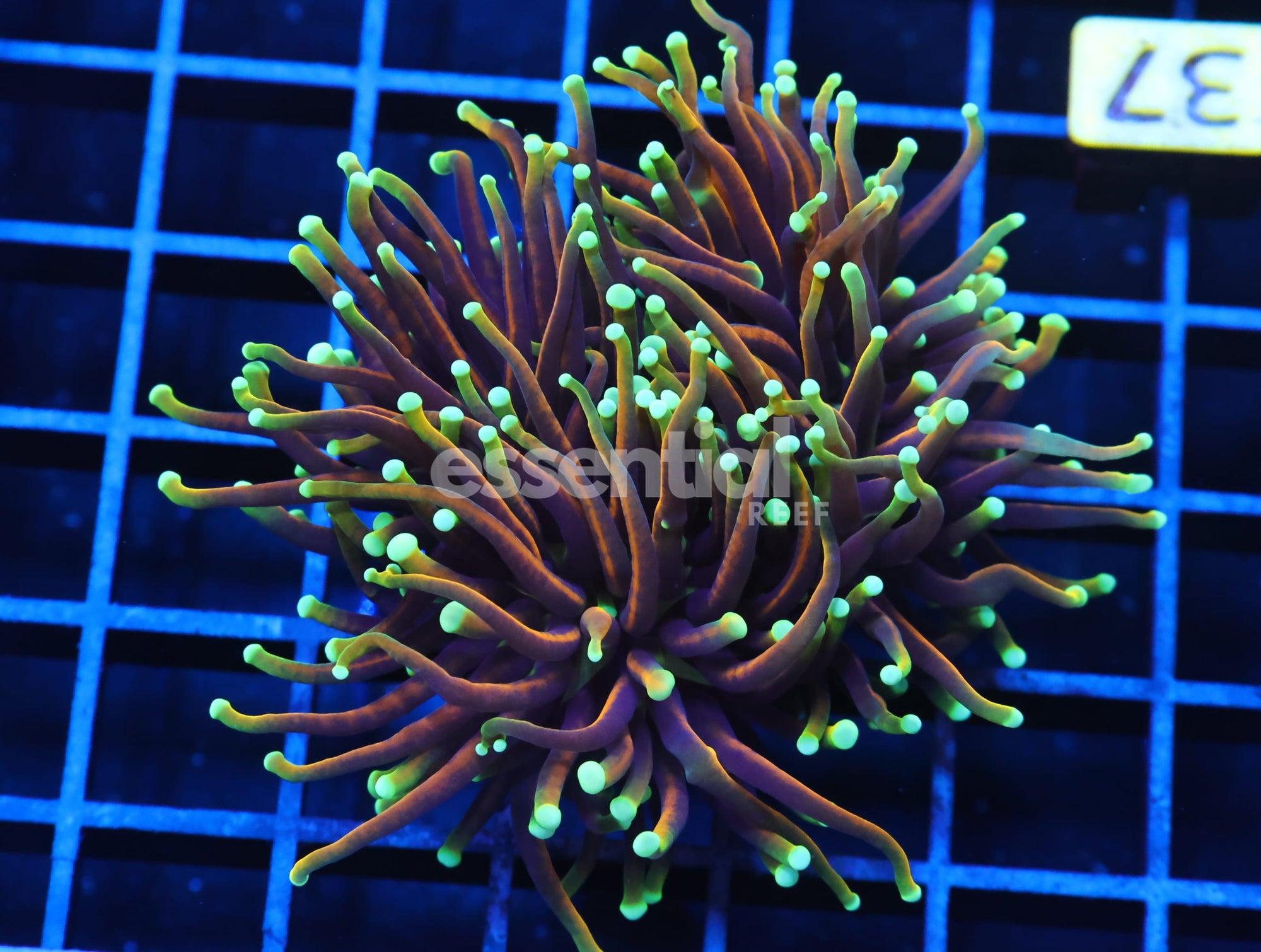 Watermarked - J37 - INDO TORCH HELLFIRE 2 HEAD