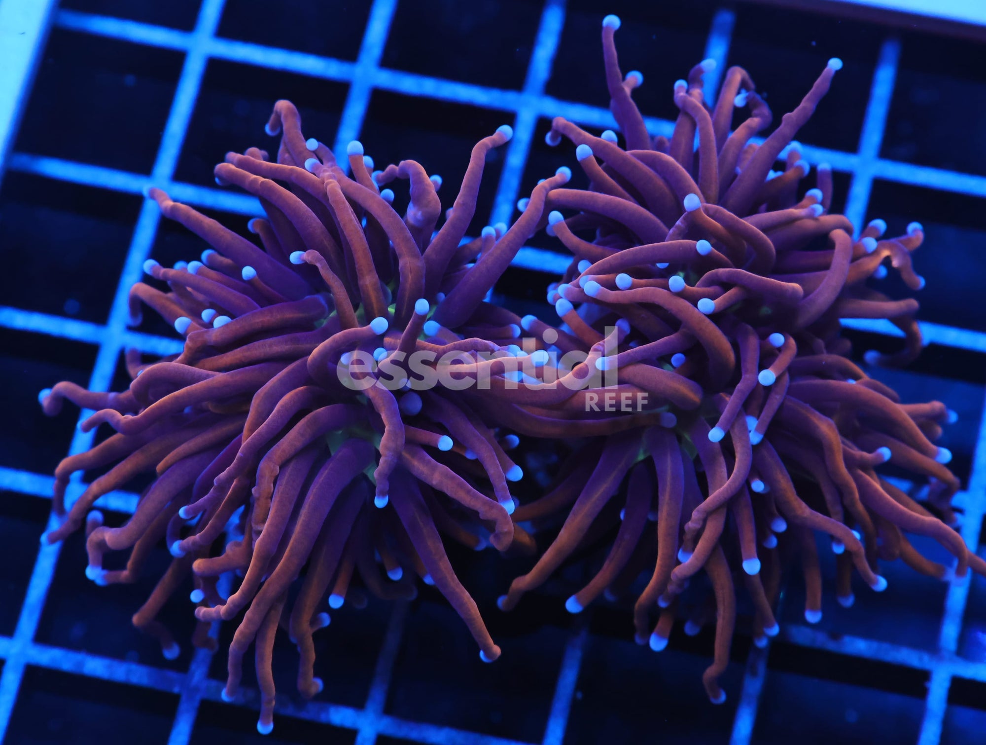 Watermarked - J38 - INDO TORCH GOLD VARIANT 2 HEAD