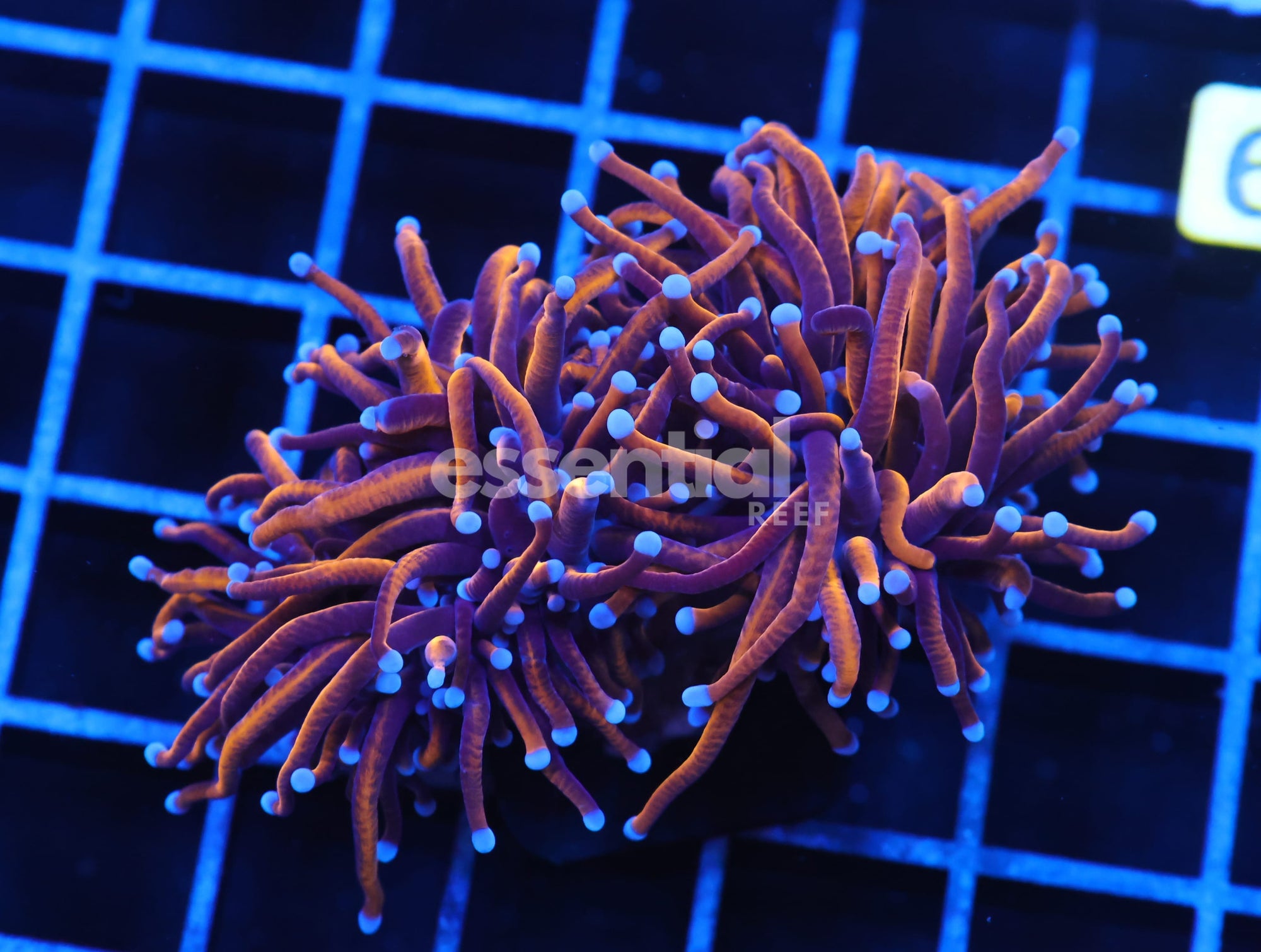 Watermarked - J39 - INDO TORCH GOLD VARIANT 2 HEAD