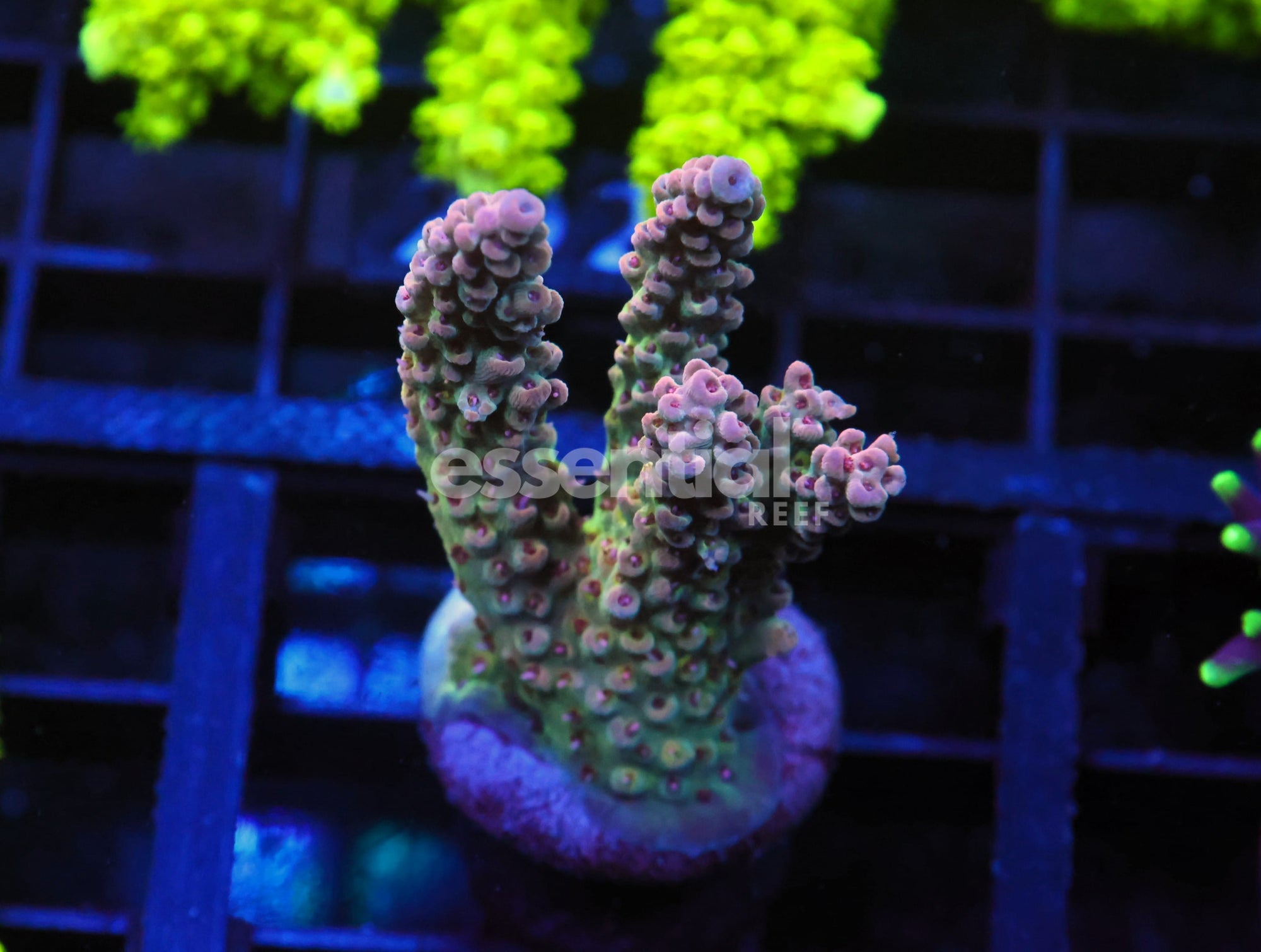 Watermarked - O281 - SDC Acropora Asst.