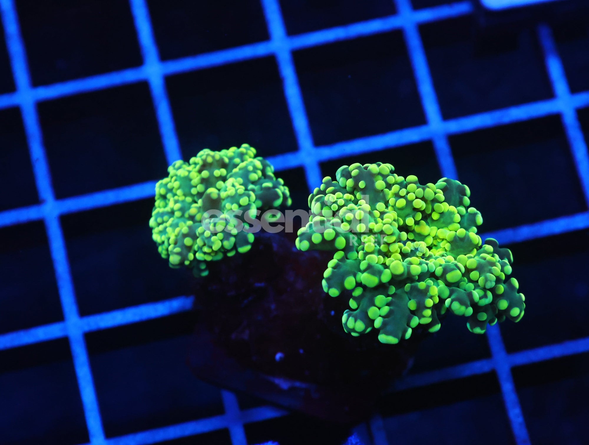 Watermarked - J76 - Indo Frogspawn Branch Gamma Ray 2 Head
