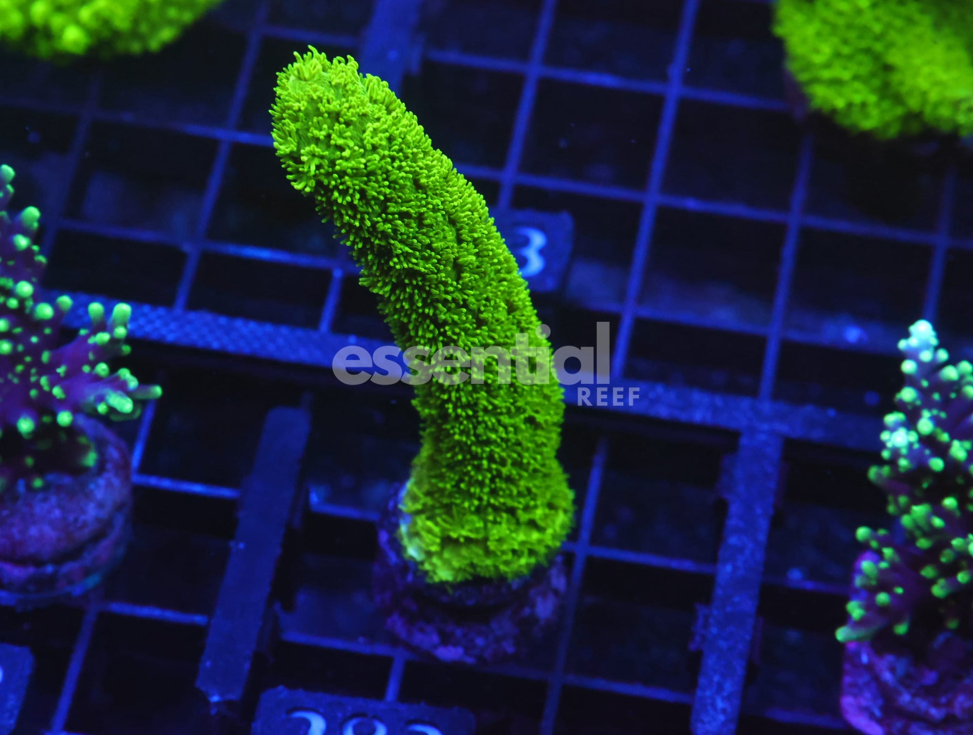 Watermarked - O283 - SDC Bali Purple Tip Green Slimer Acro