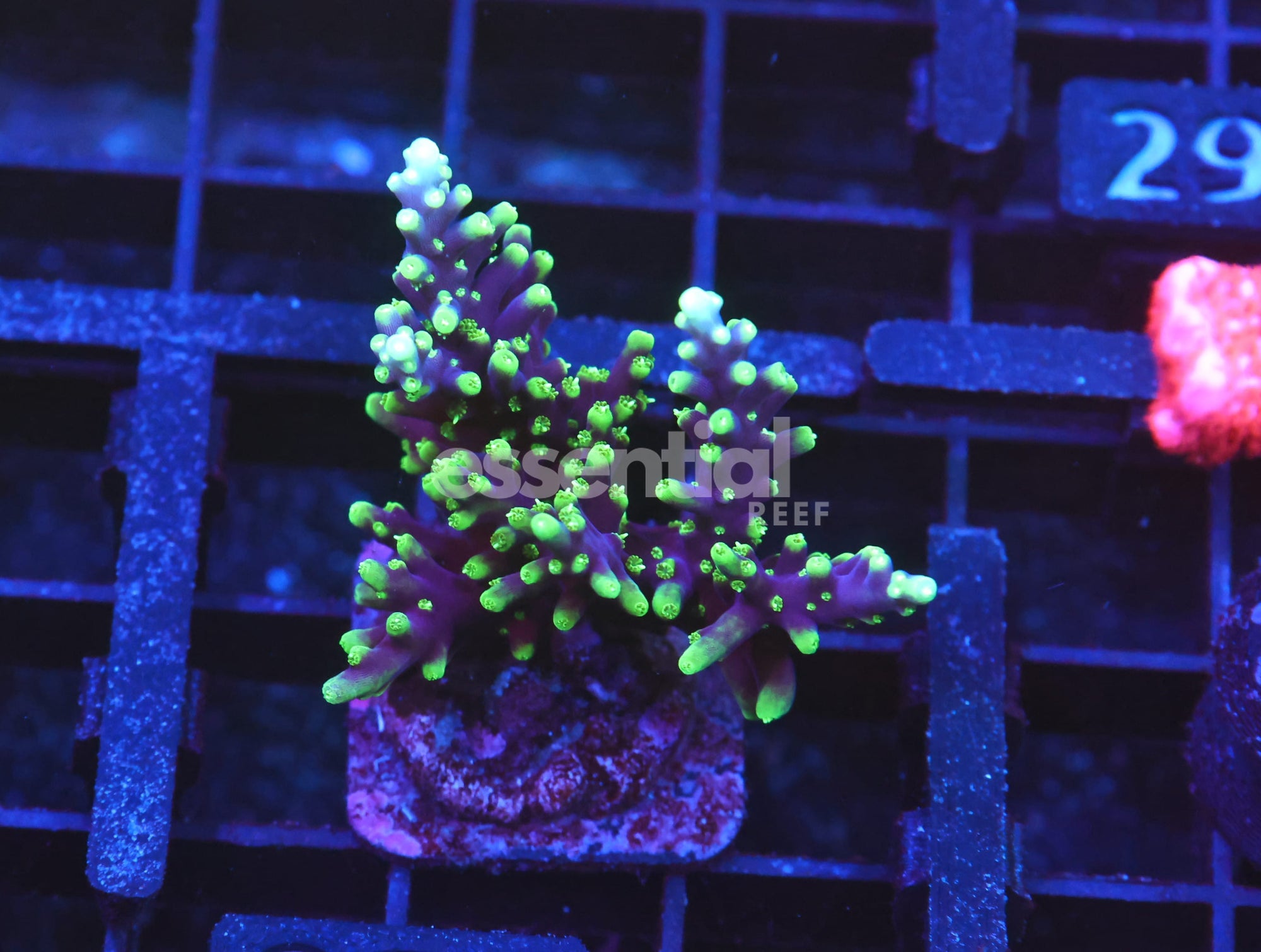 Watermarked - O284 - SDC Hawkins Echinata Acro - Lg Frag