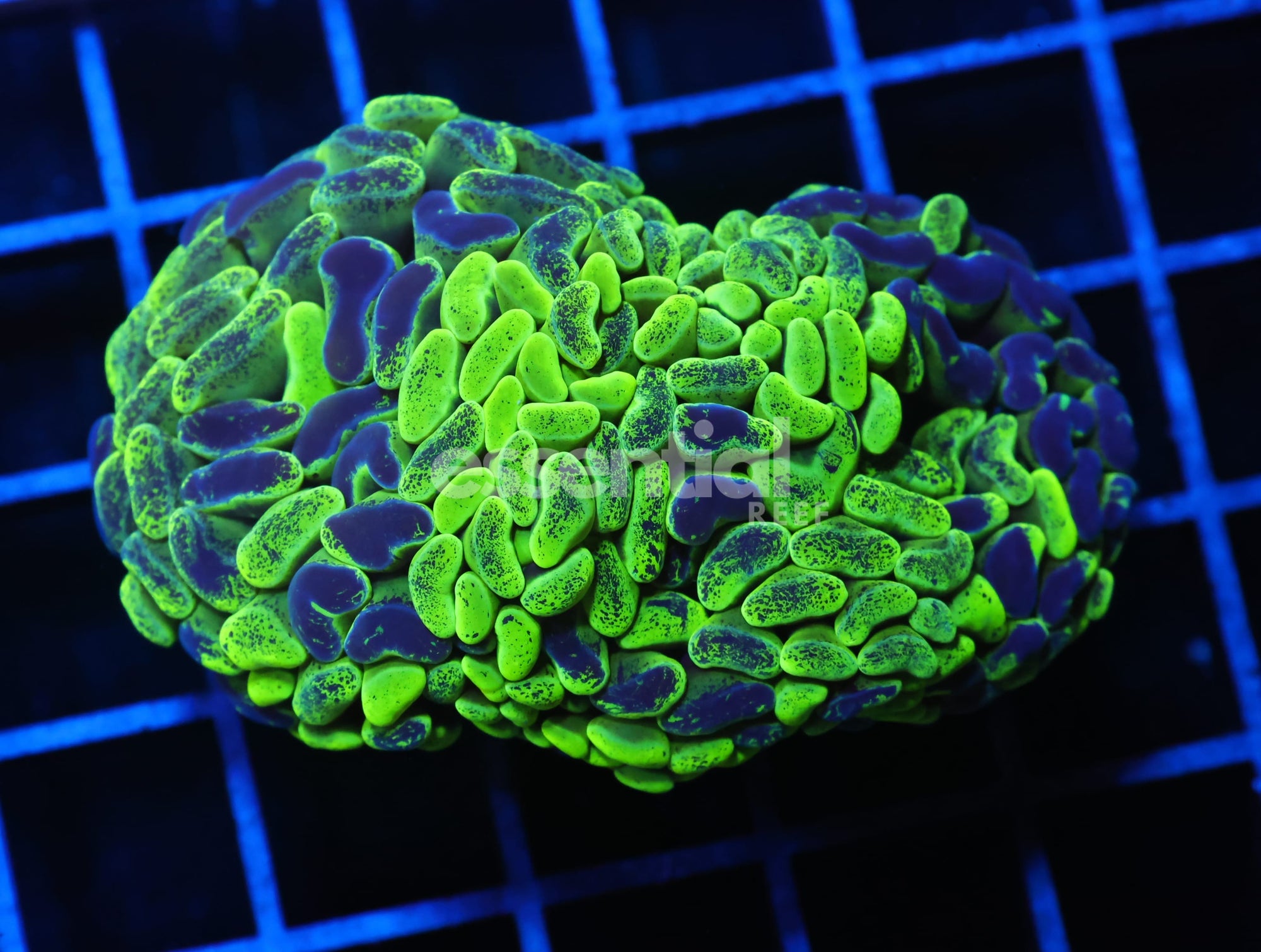Watermarked - J46 - AUSSIE HAMMER THICK BRANCH TOXIC SPLATTER 1 HEAD