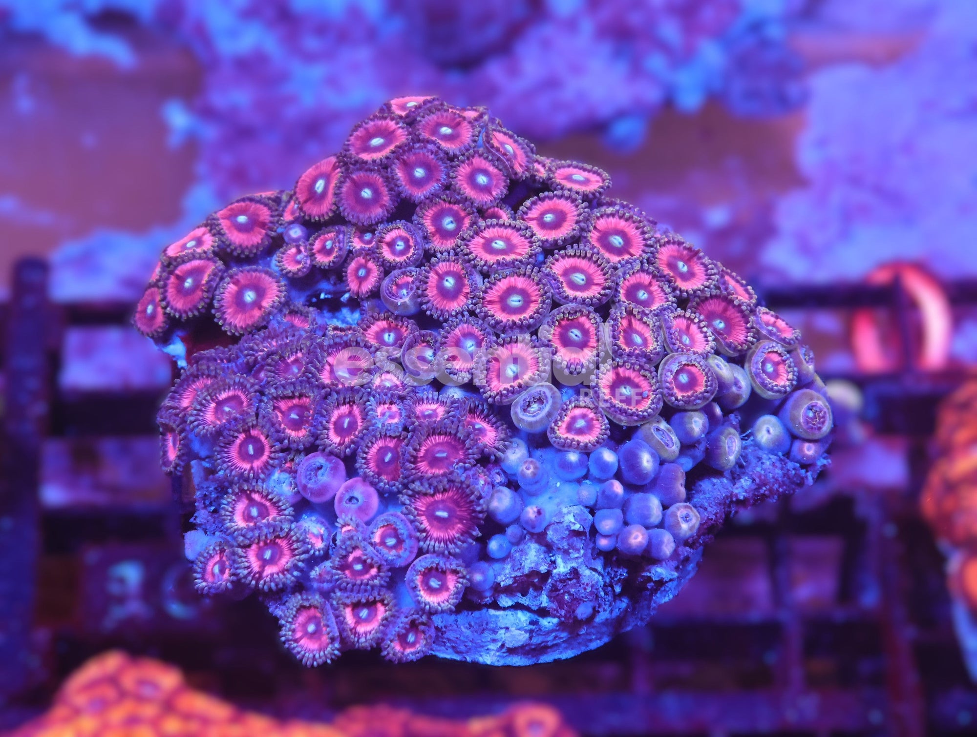 Watermarked - X105 - INDO PINK PASSION ZOA