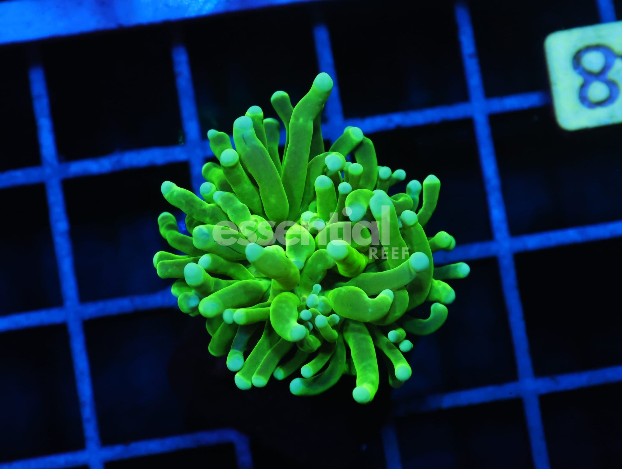 Watermarked - J48 - INDO TORCH GREEN VARIANT 1 HEAD