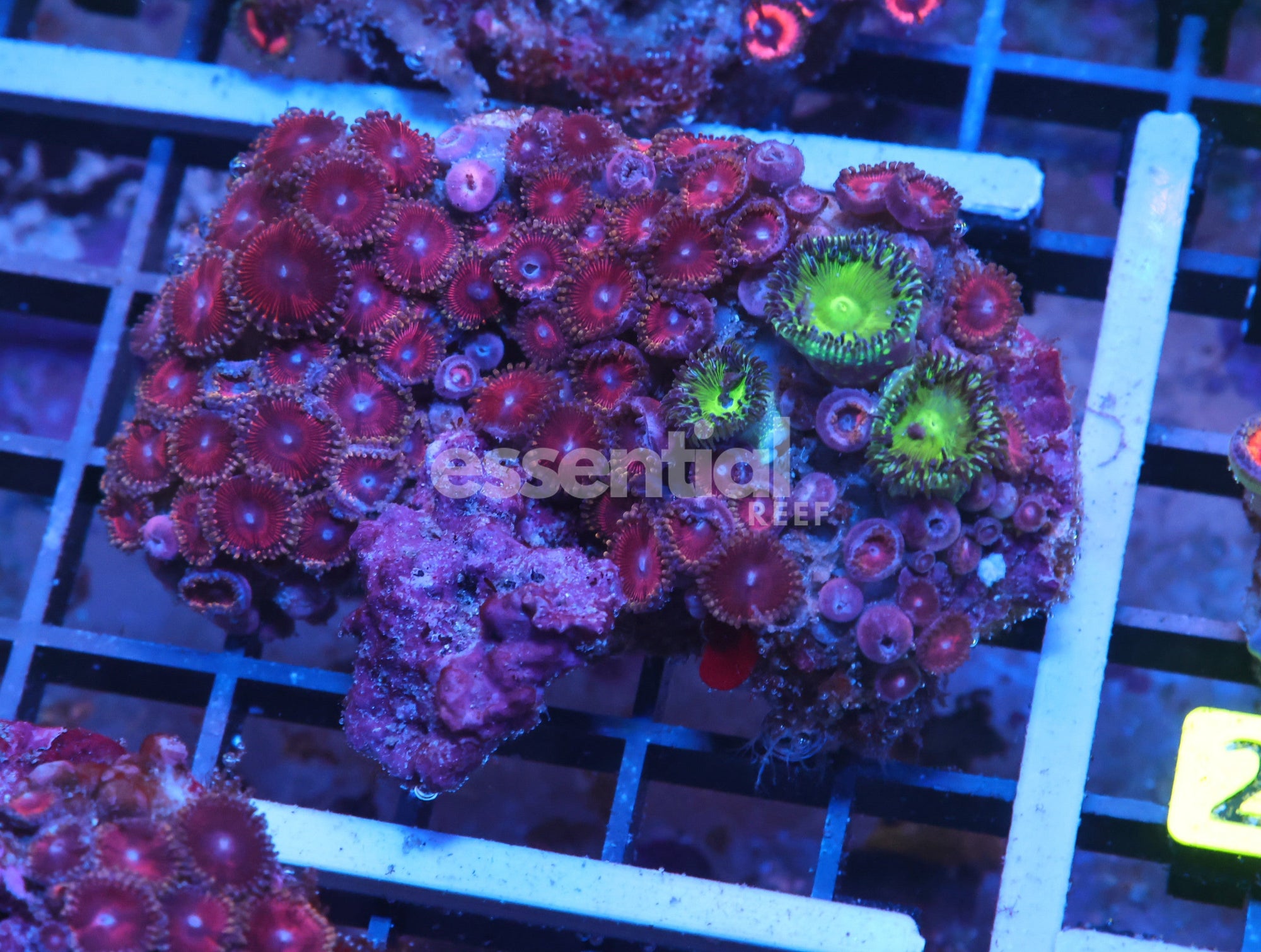 Watermarked - X22 - Indo Super Pink Zoa