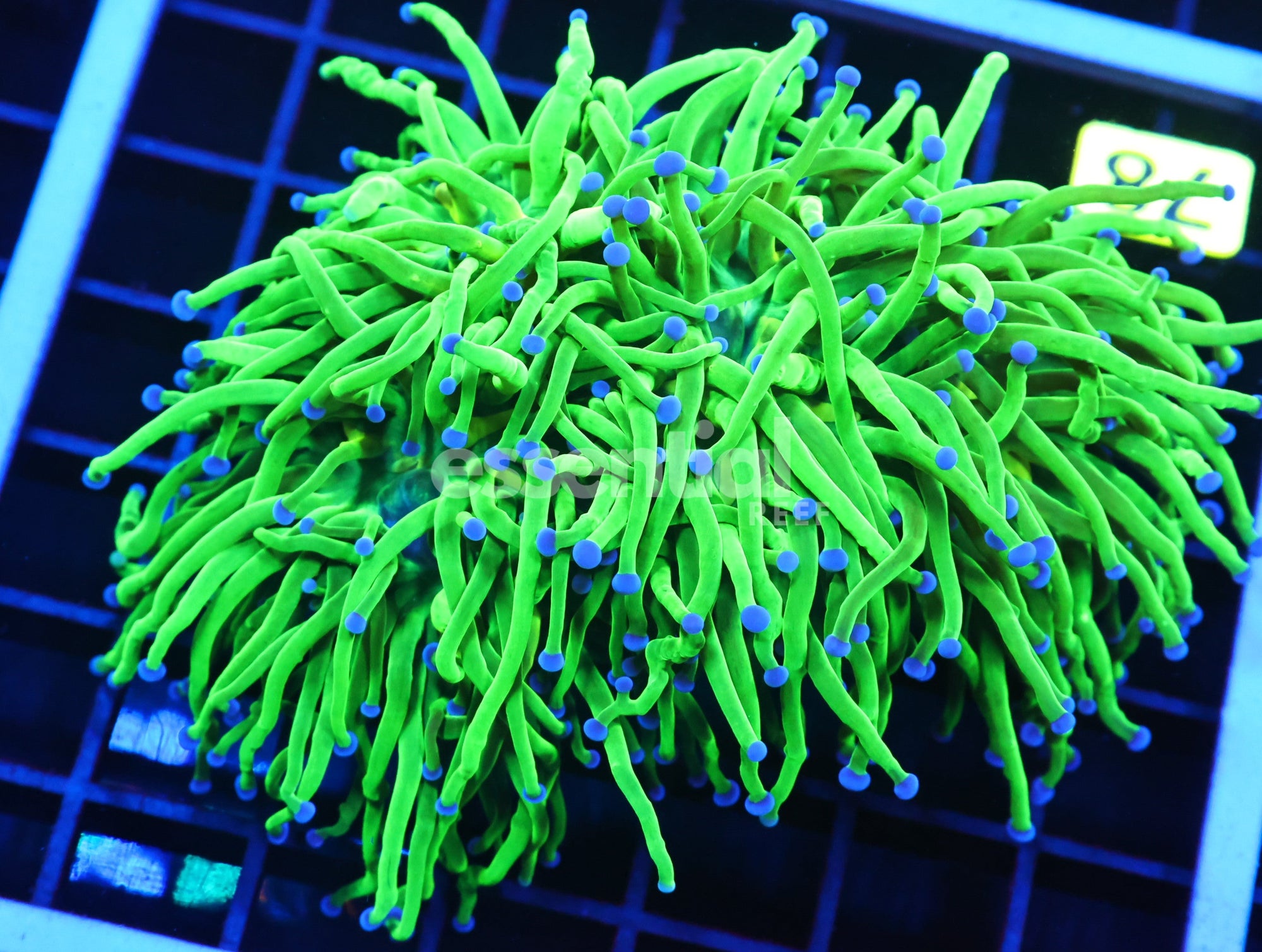 Watermarked - J78 - Indo Torch Green Variant 4 Head