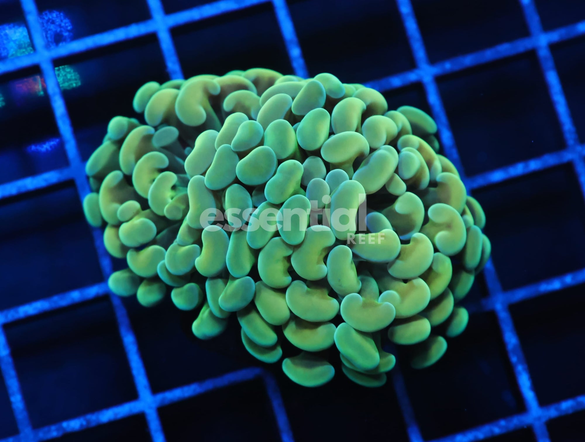 Watermarked - J54 - INDO HAMMER BRANCH GOLD 2 HEAD