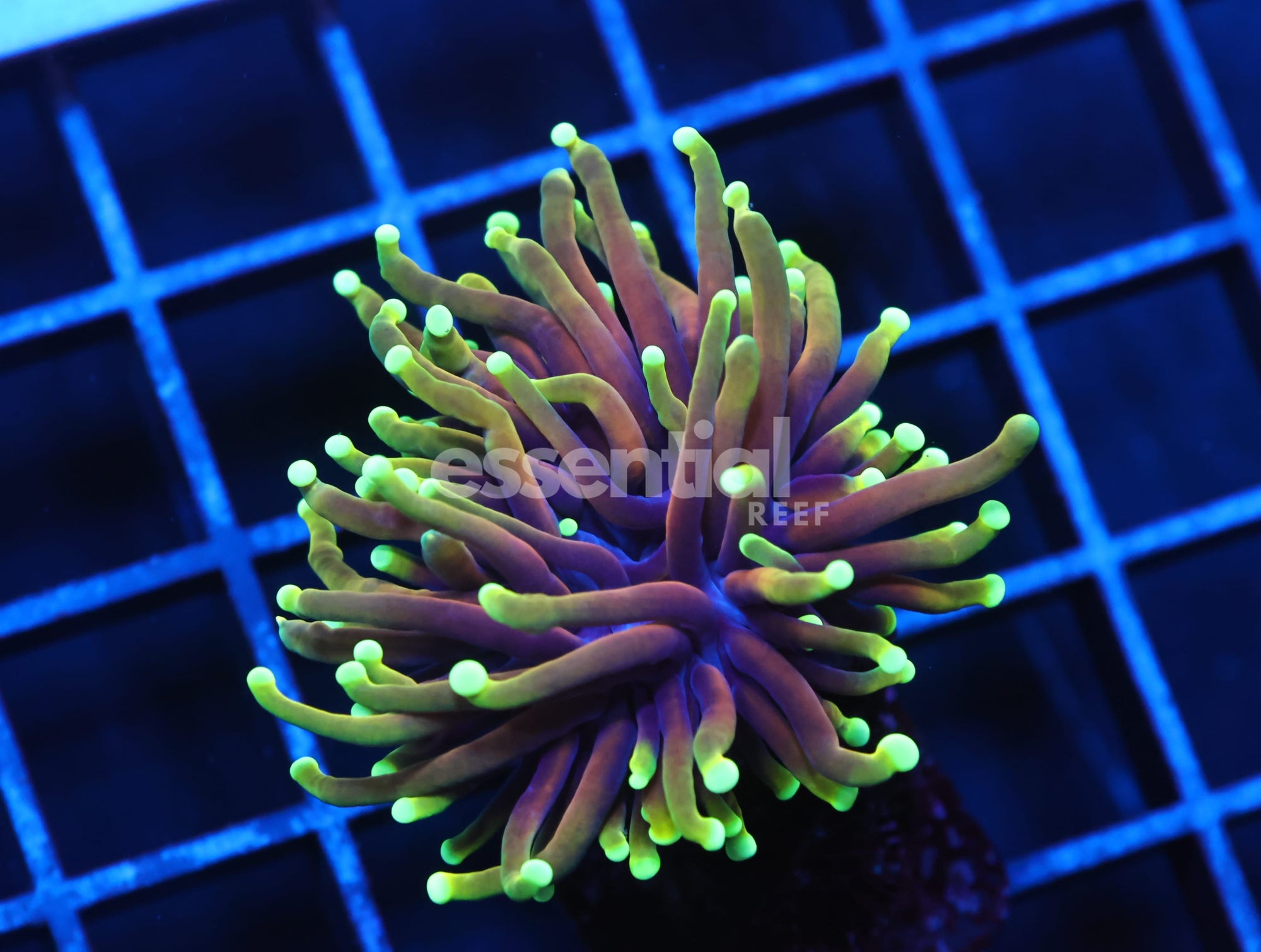 Watermarked - J55 - INDO TORCH DRAGON SOUL 1 HEAD