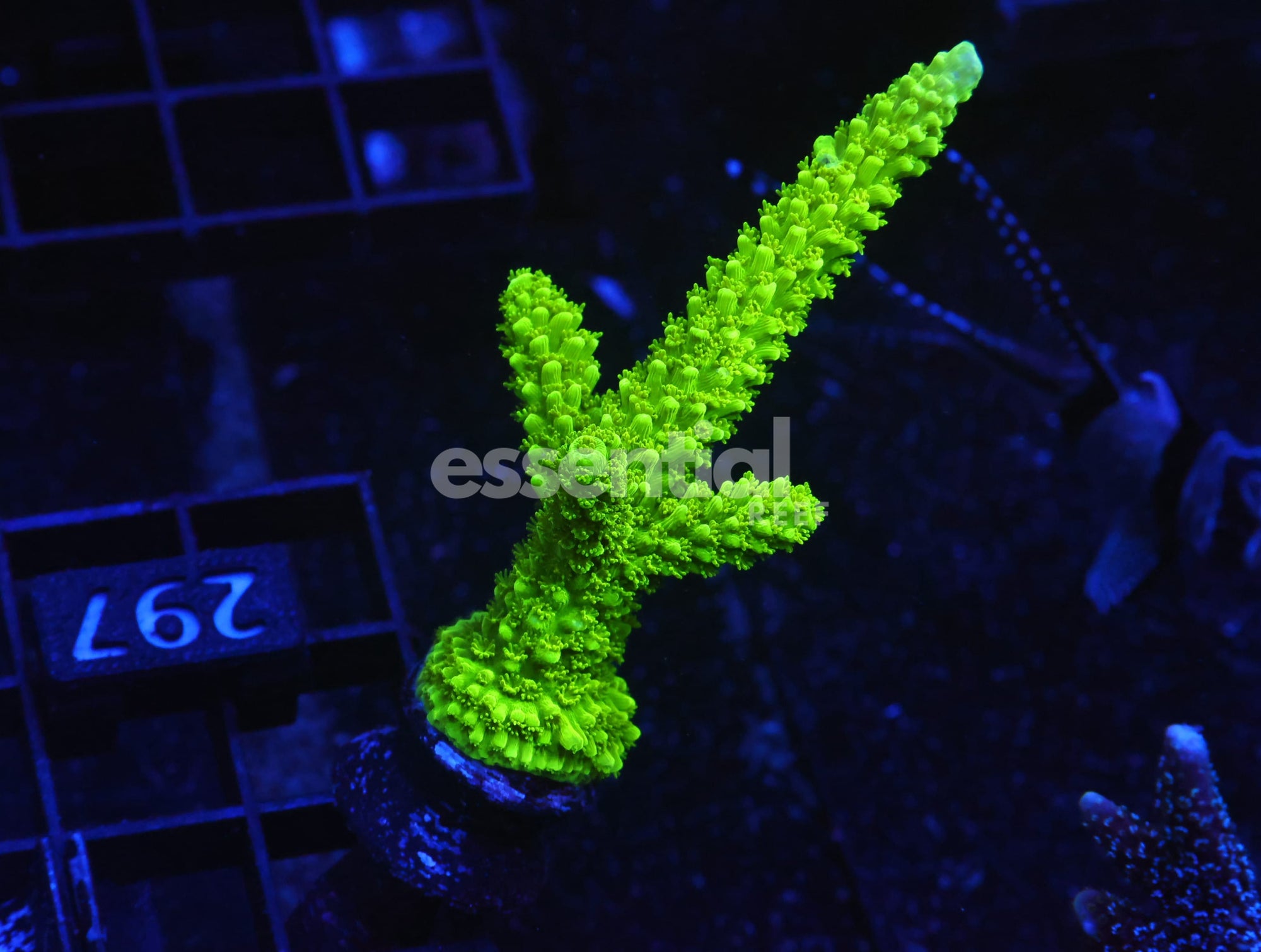 Watermarked - O297 - SDC Bali Green Slimer Acro XXL Frag
