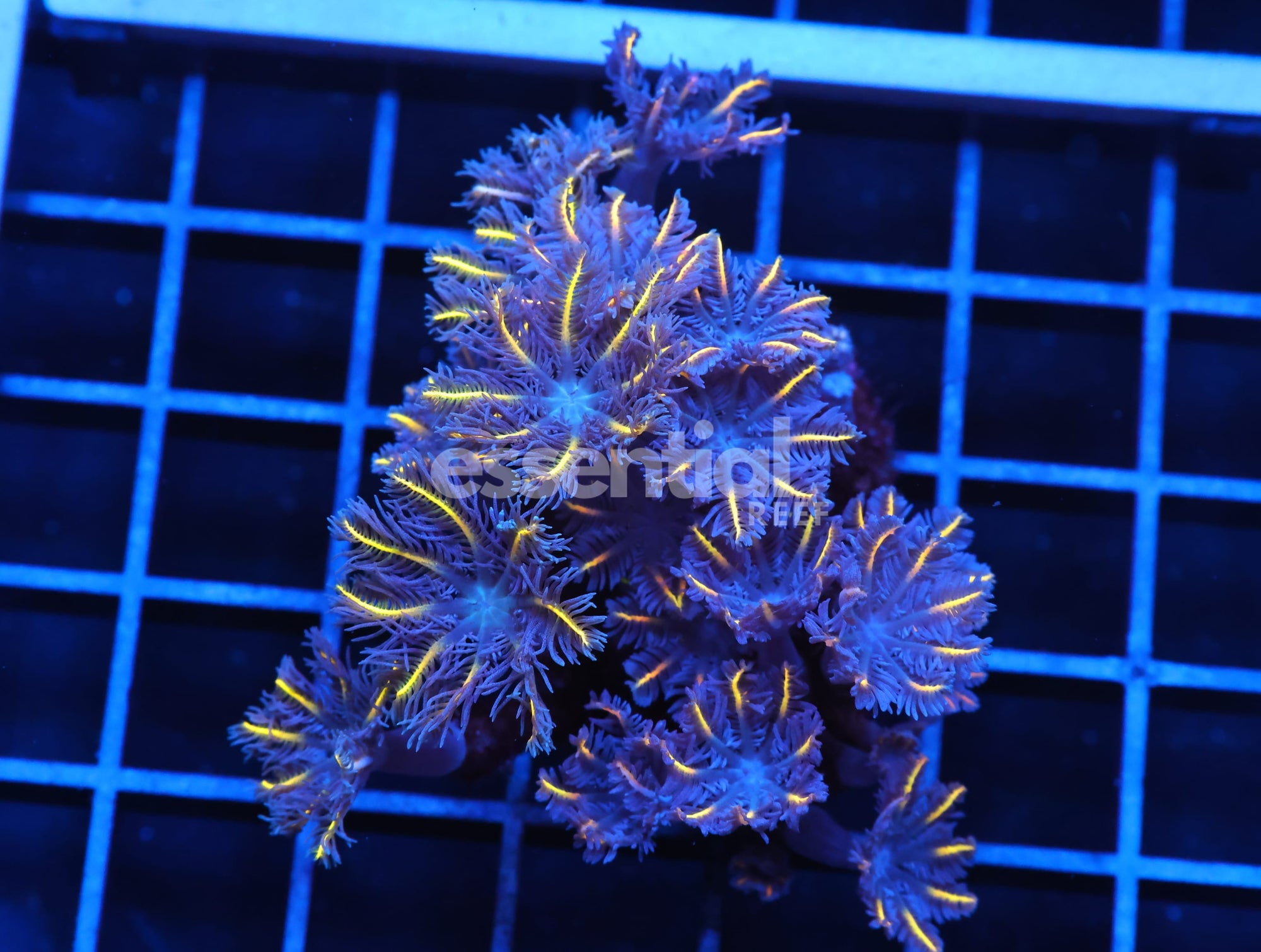 Watermarked - J57 - INDO GLOVE POLYP FIREWORKS
