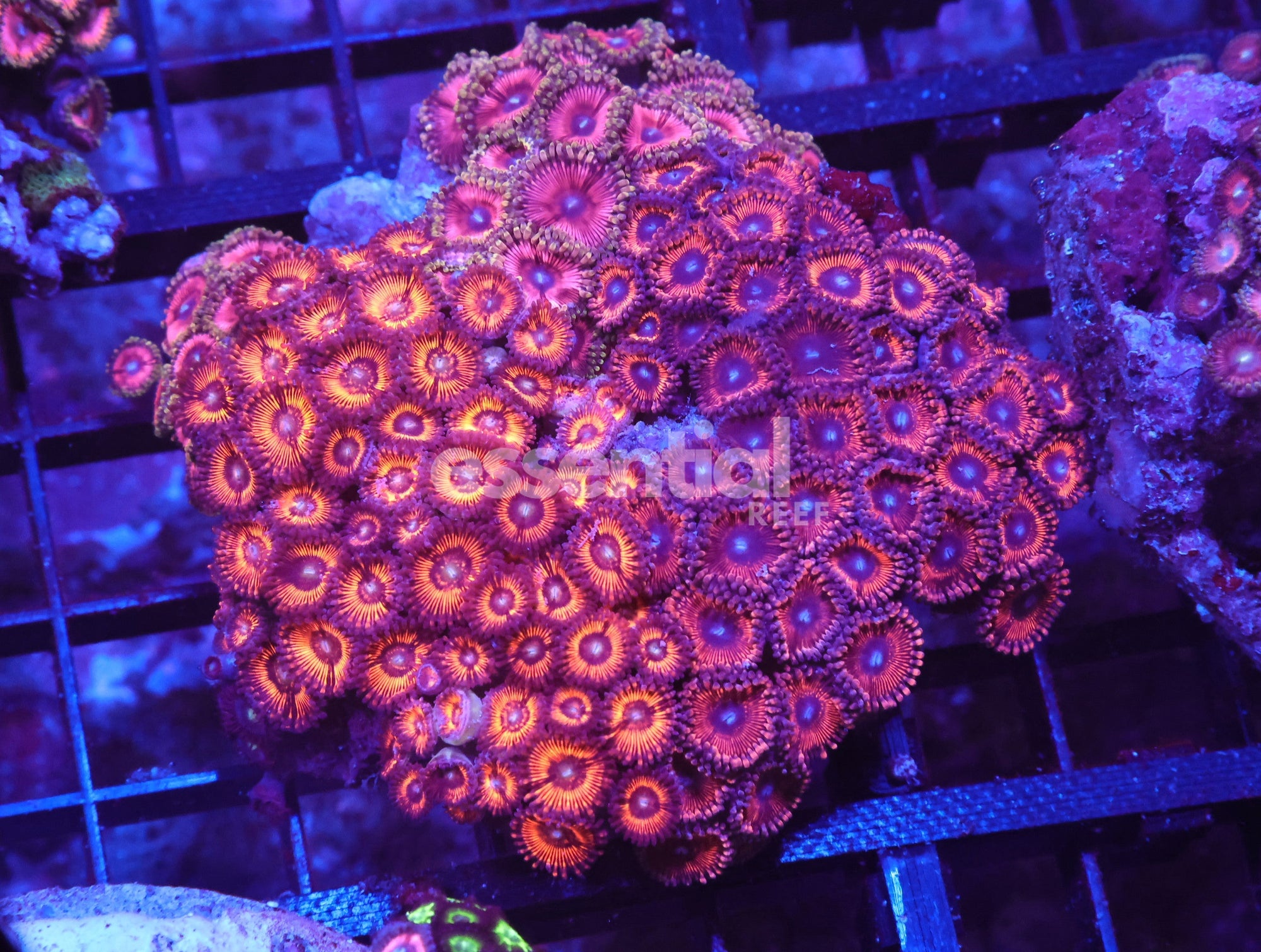 Watermarked - X117 - INDO ULTRA COMBO ZOA CULTURED