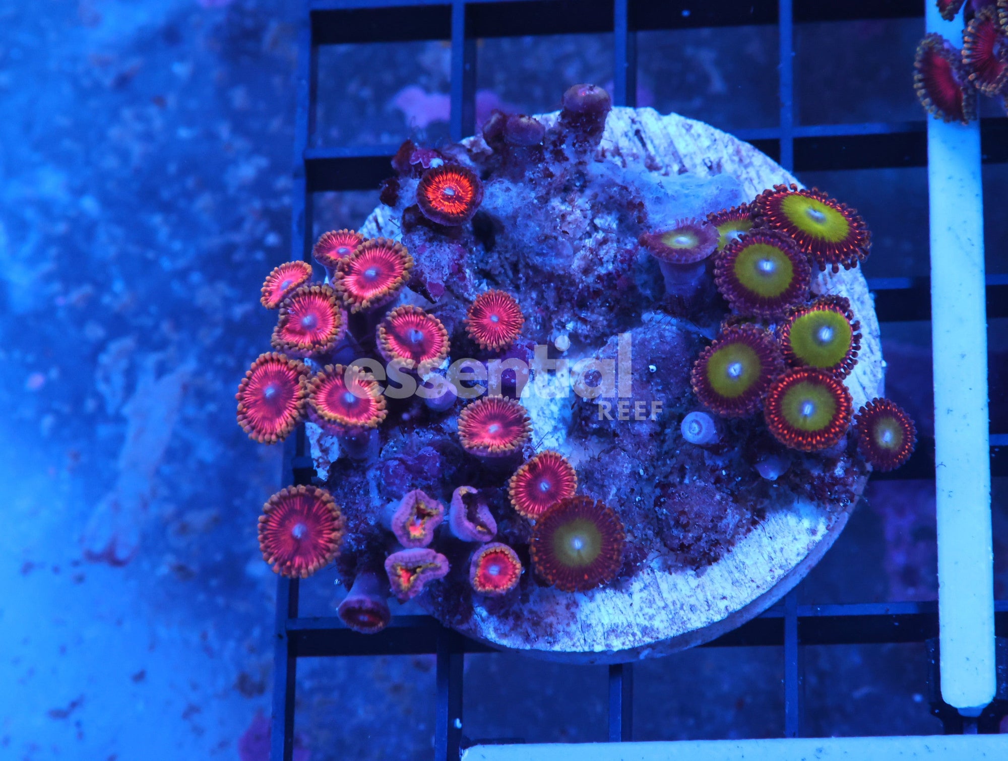 Watermarked - X38 - Indo Ultra Combo Zoa Cultured