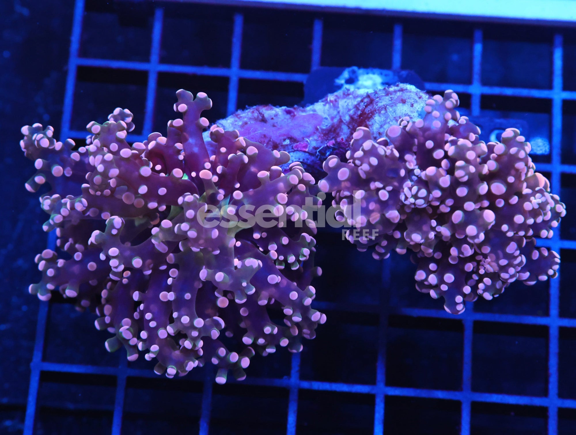 Watermarked - J85 - Indo Frogspawn Branch Orange 2 Head