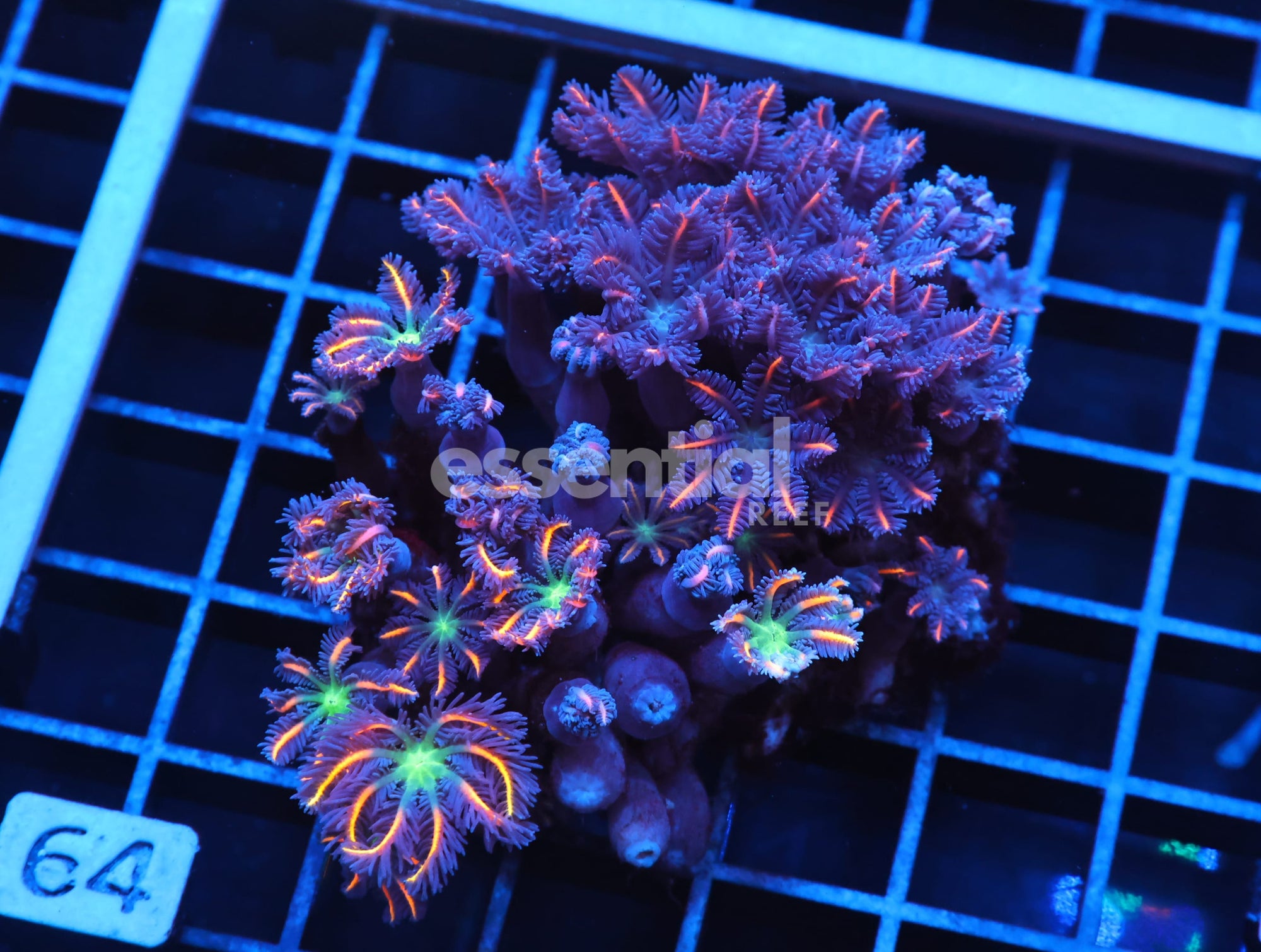 Watermarked - J64 - INDO GLOVE POLYP FIREWORKS