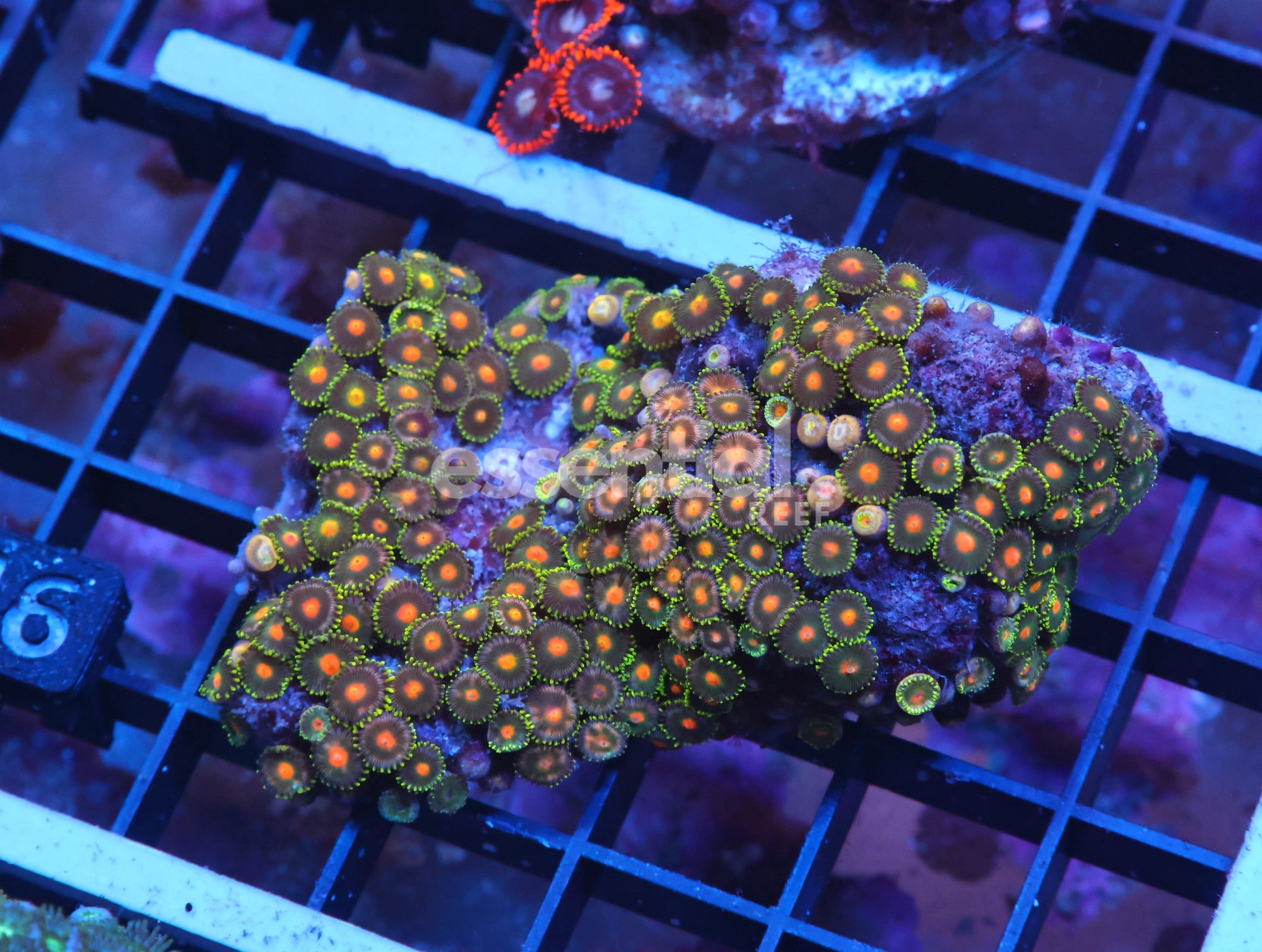 Watermarked - X46 - Indo Gorilla Nipple Zoa