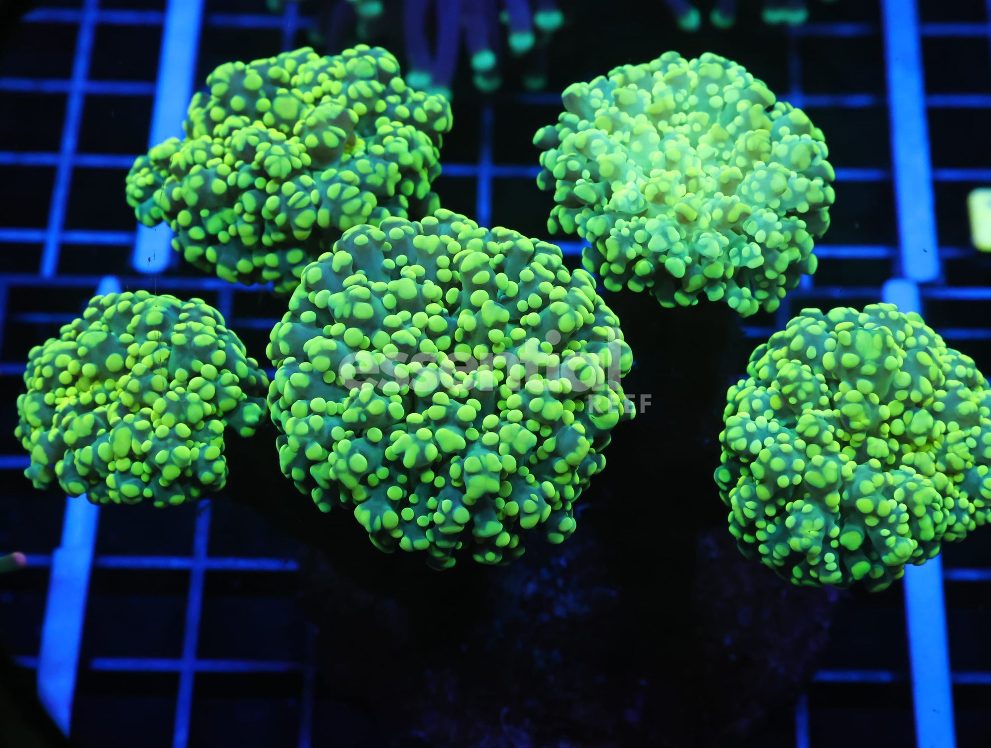 Watermarked - J67 - INDO FROGSPAWN BRANCH GAMMA RAY 5 HEAD