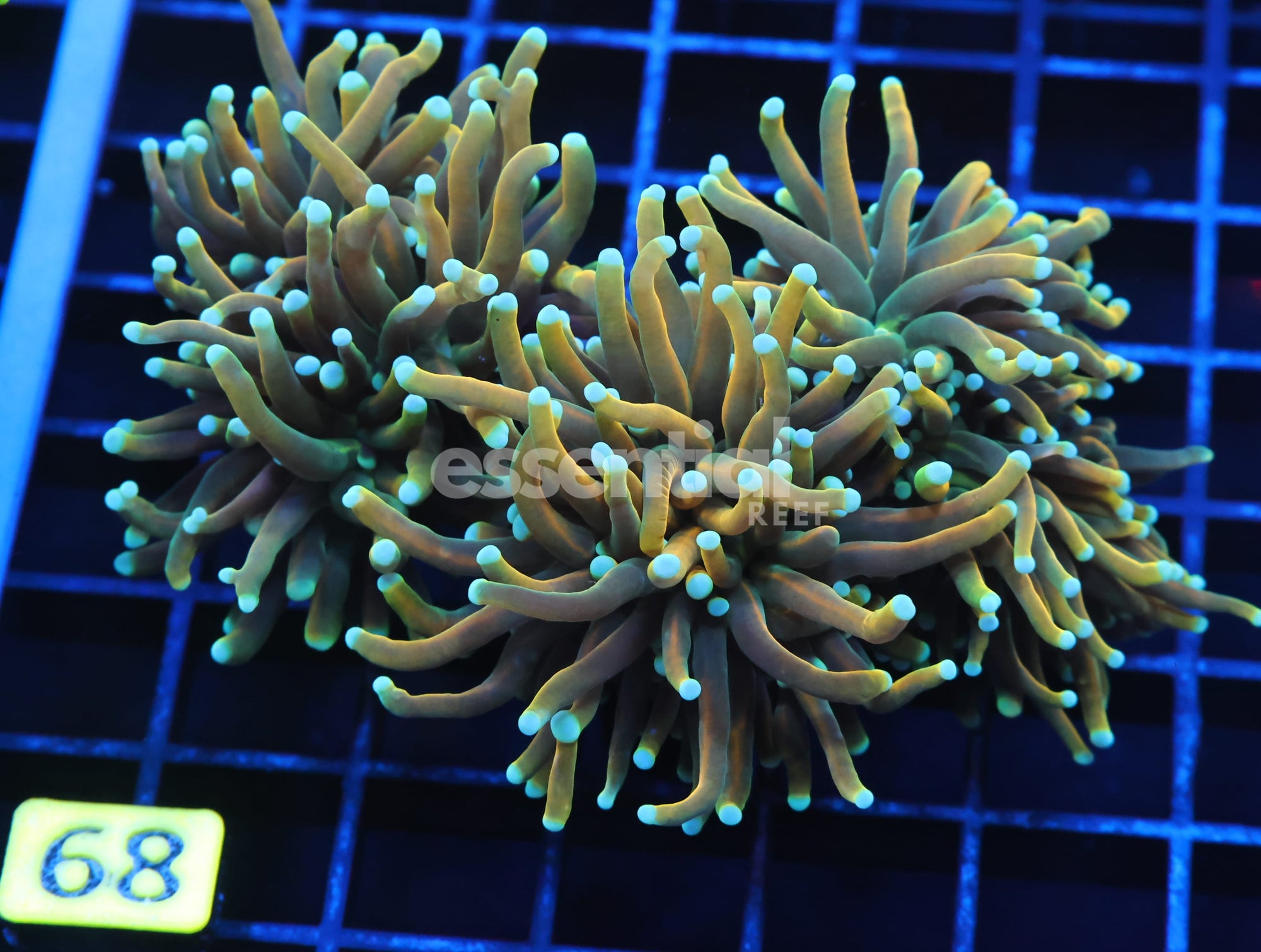 Watermarked - J68 - INDO TORCH HELLFIRE 3 HEAD