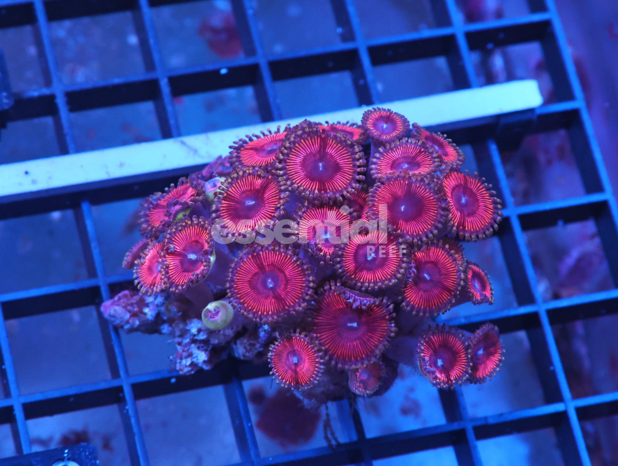 Watermarked - X50 - Indo Pink Passion Zoa