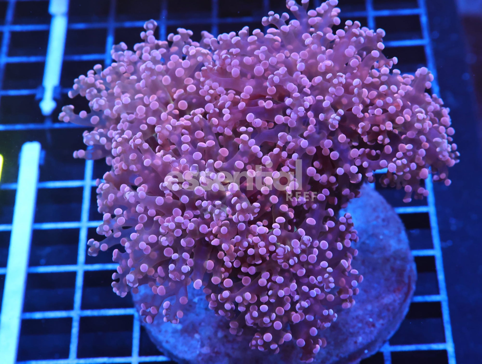 Watermarked - J71 - INDO FROGSPAWN BRANCH ORANGE 5 HEAD