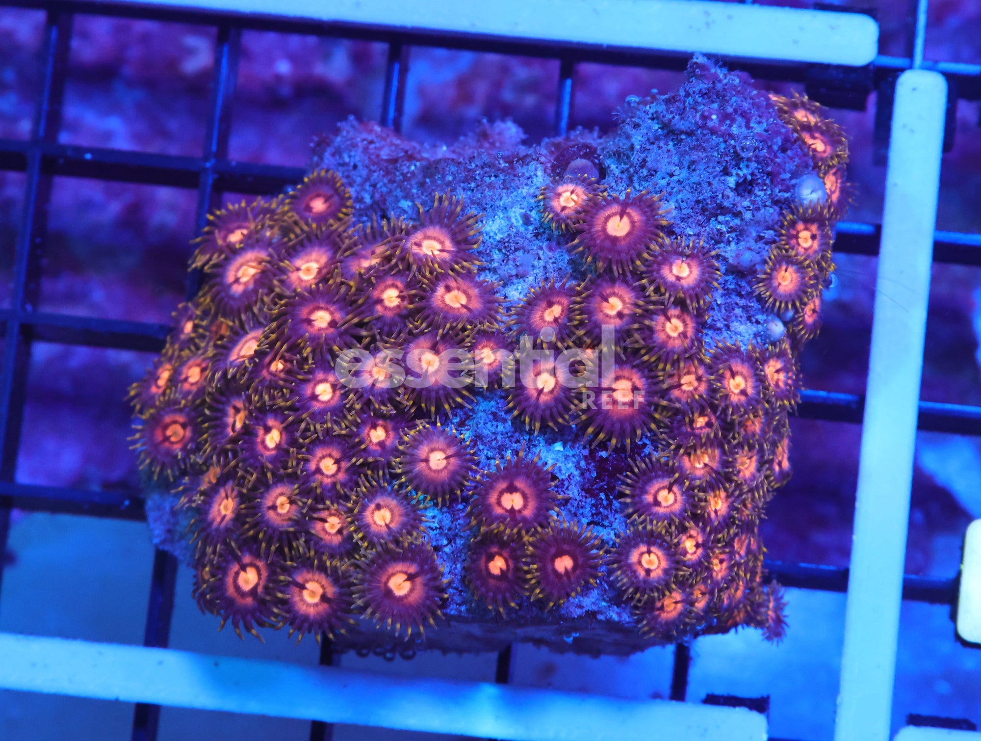 Watermarked - K07 - Indo Florida Orange Zoa