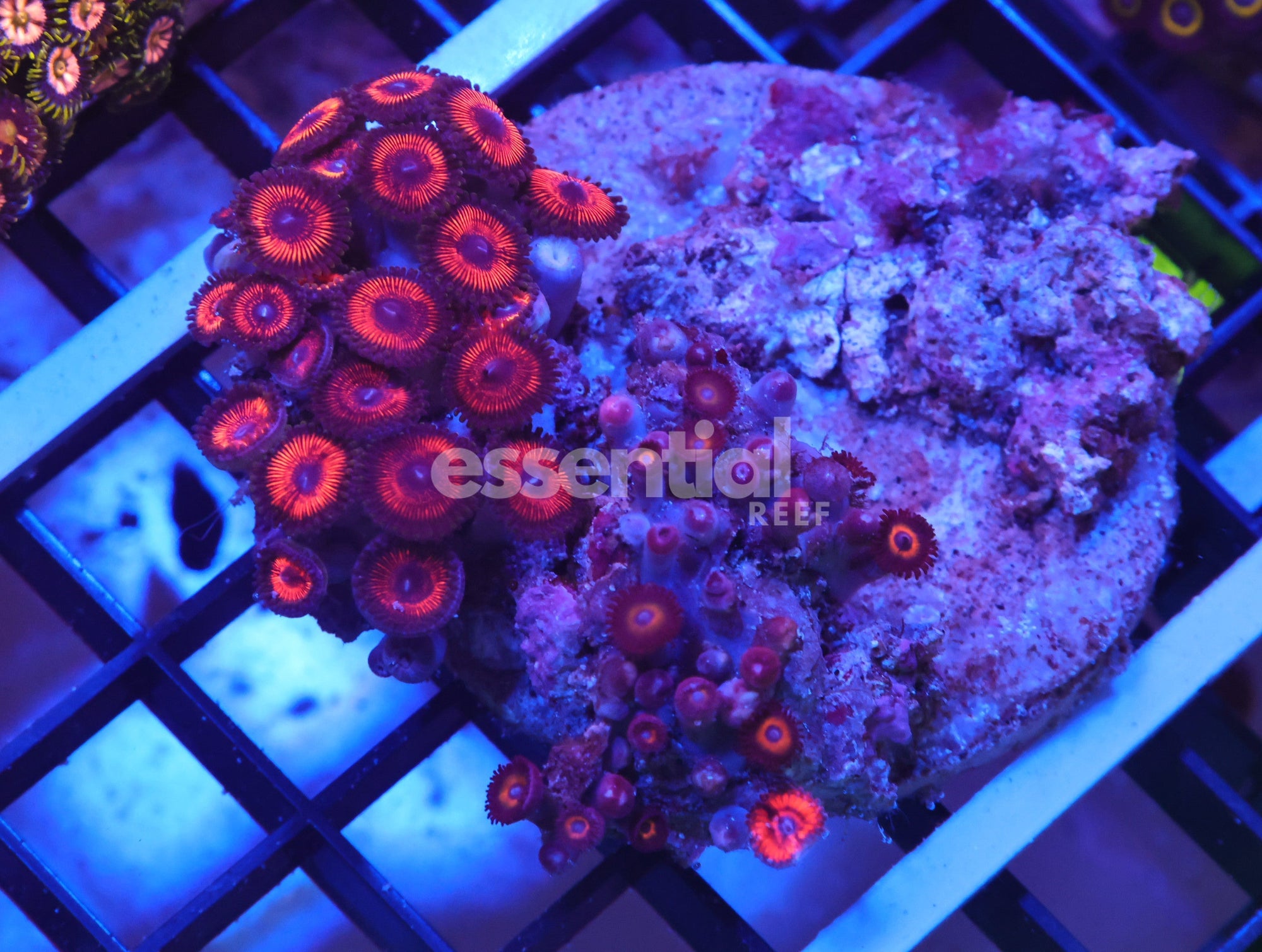 Watermarked - K10 - Indo Rosy Red Zoa