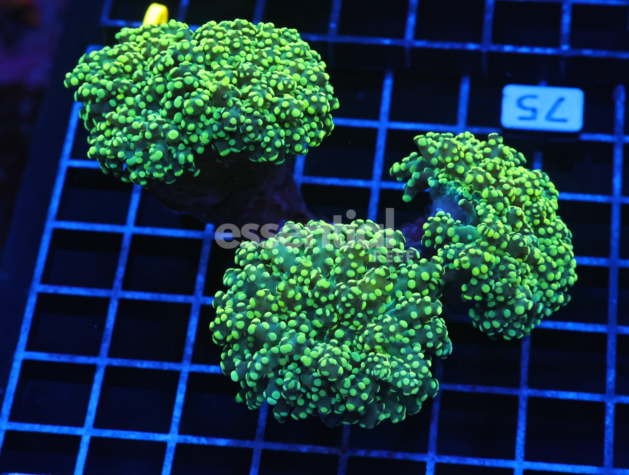 Watermarked - J75 - INDO FROGSPAWN BRANCH GAMMA RAY 4 HEAD