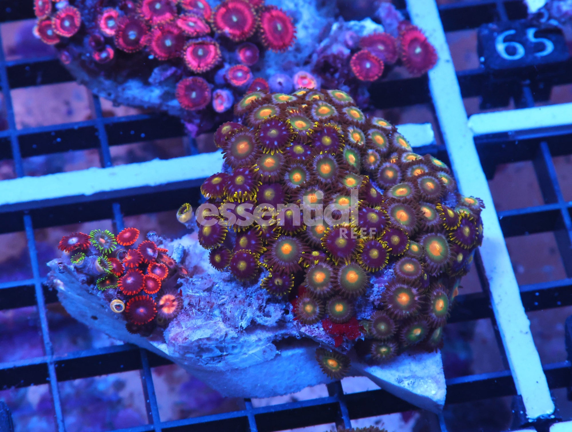Watermarked - X59 - Indo Combo Zoa Rock
